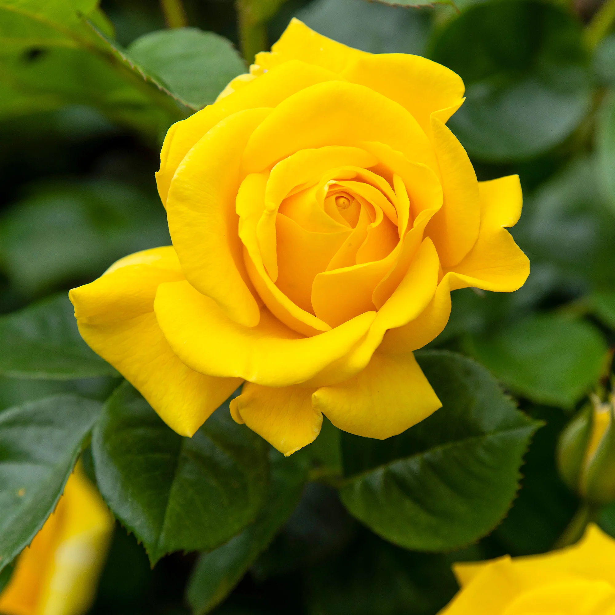 Rose ‘Hadangel’ - Image 2