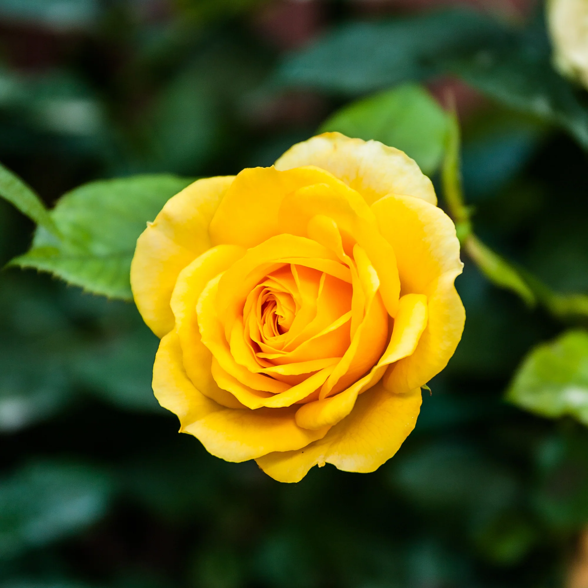 Rose ‘Hadangel’ - Image 3
