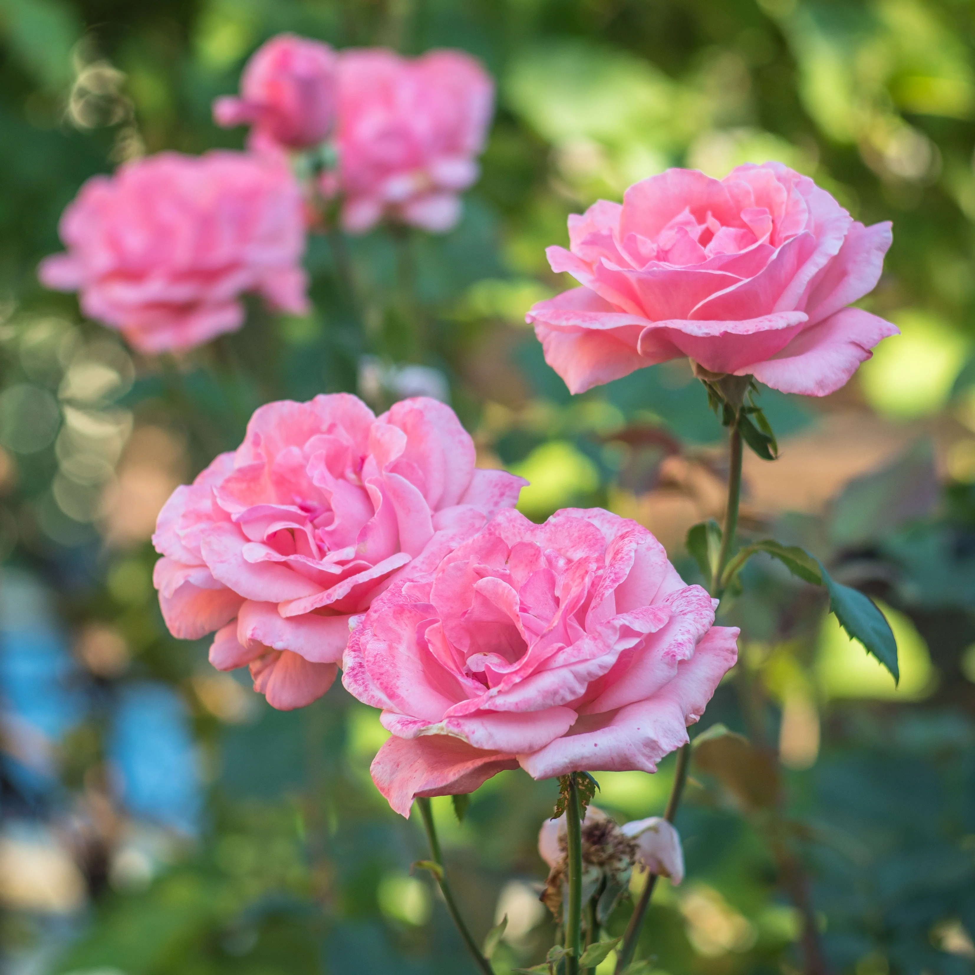 Rose Queen Elisabeth