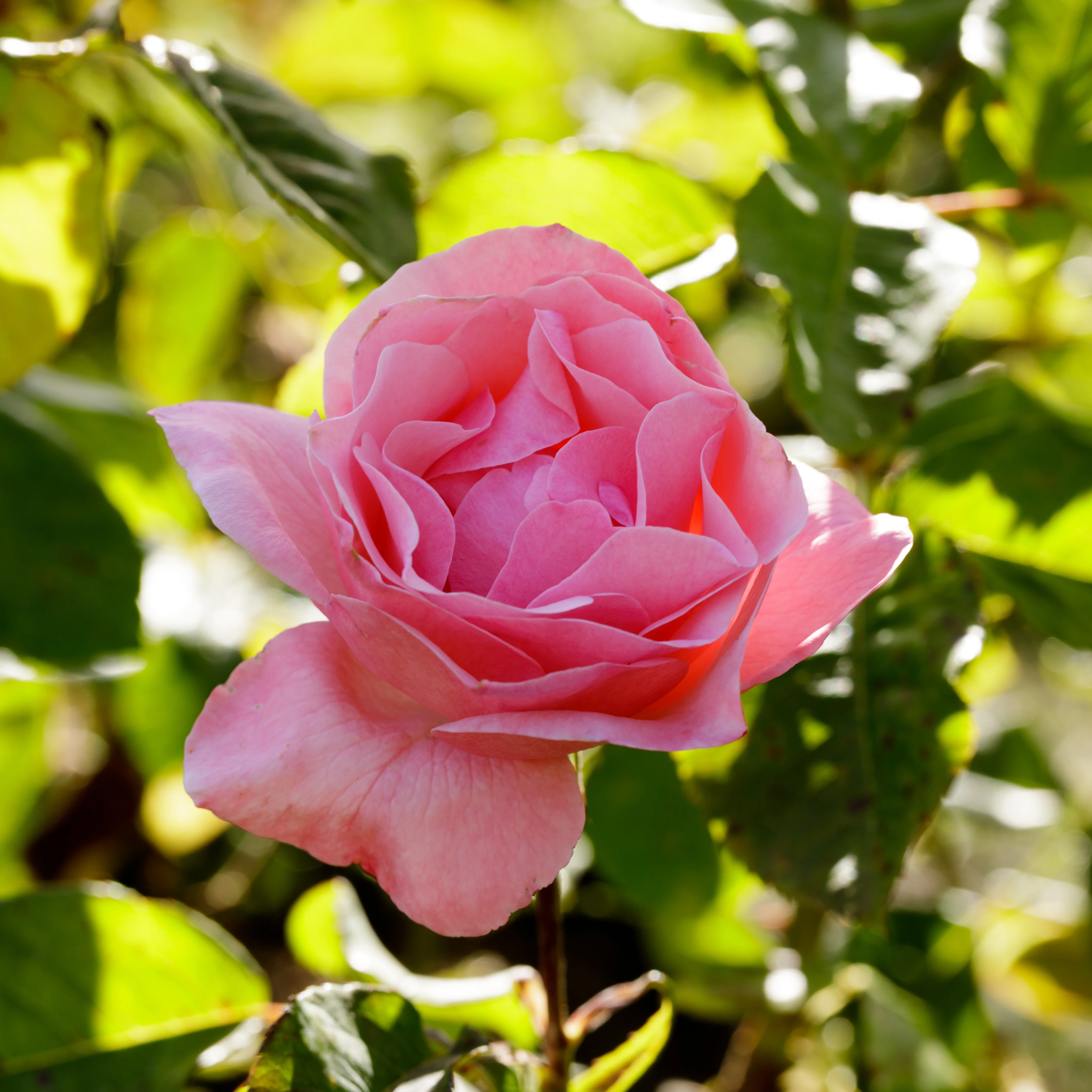 Rose Queen Elisabeth - Image 2