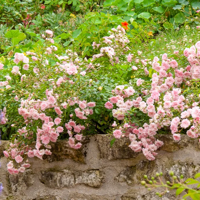 Rose Rosa 'The Fairy'®