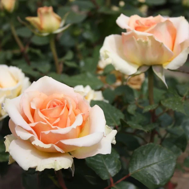 Rose ‘Tahiti’