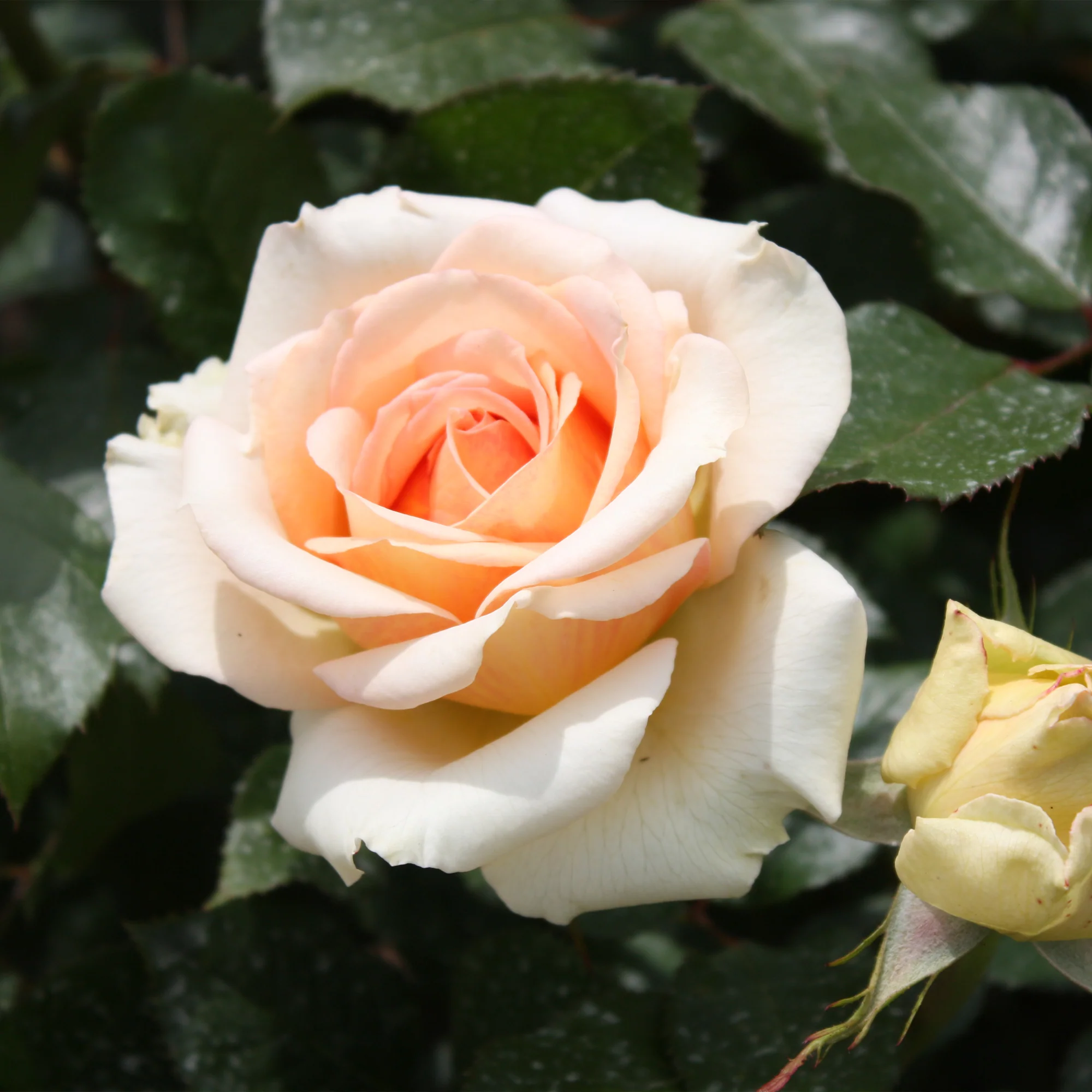 Rose ‘Tahiti’ - Image 2