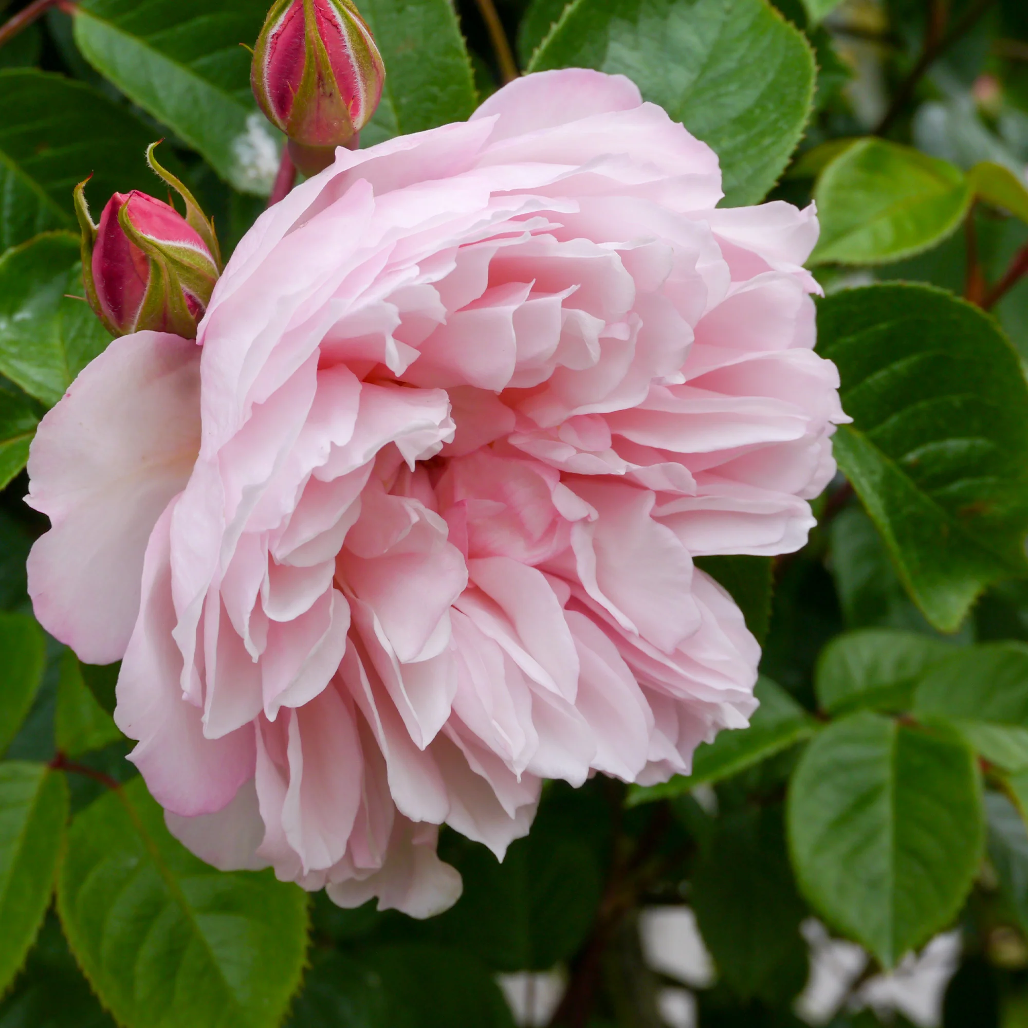 Rose The Generous Gardener®