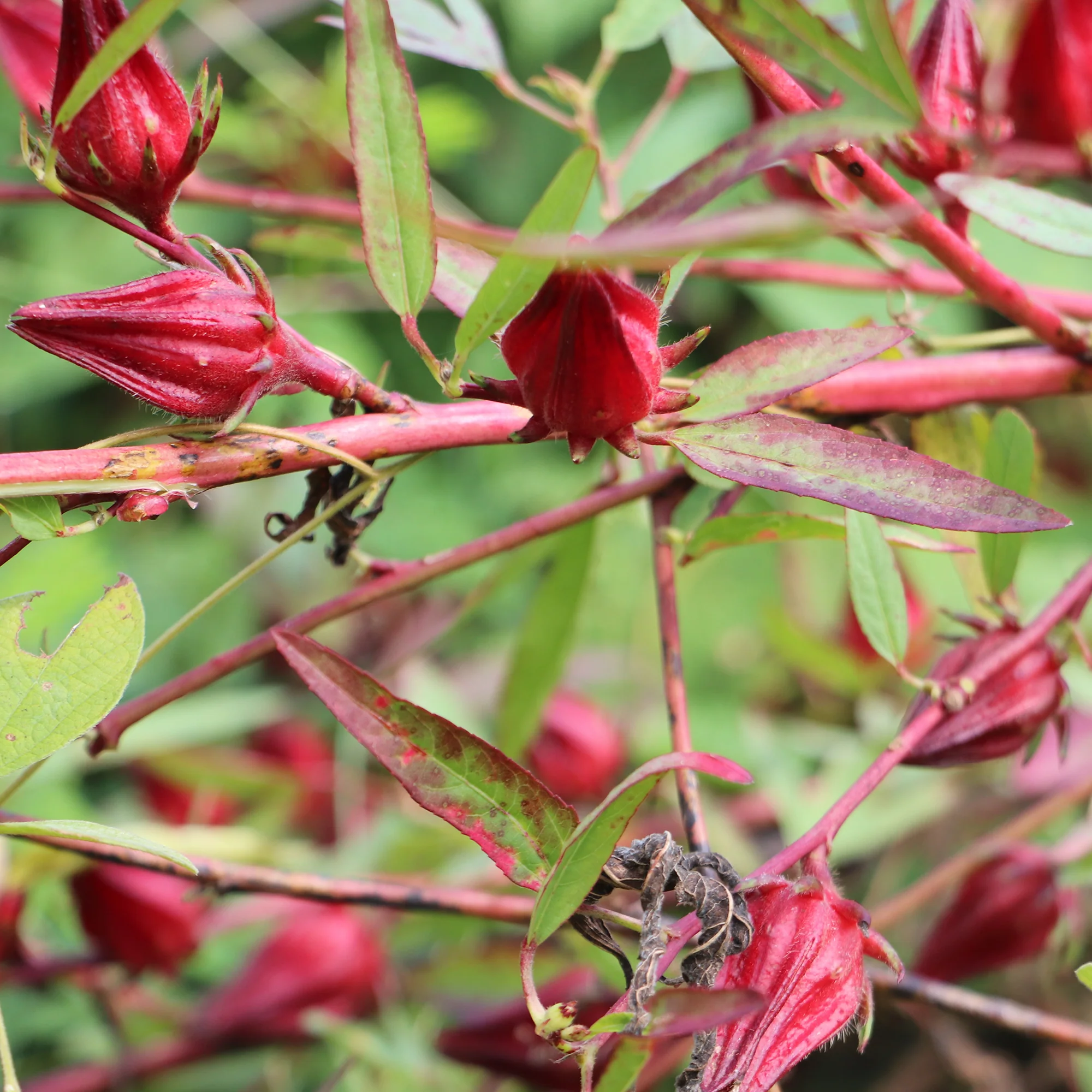 Roselle