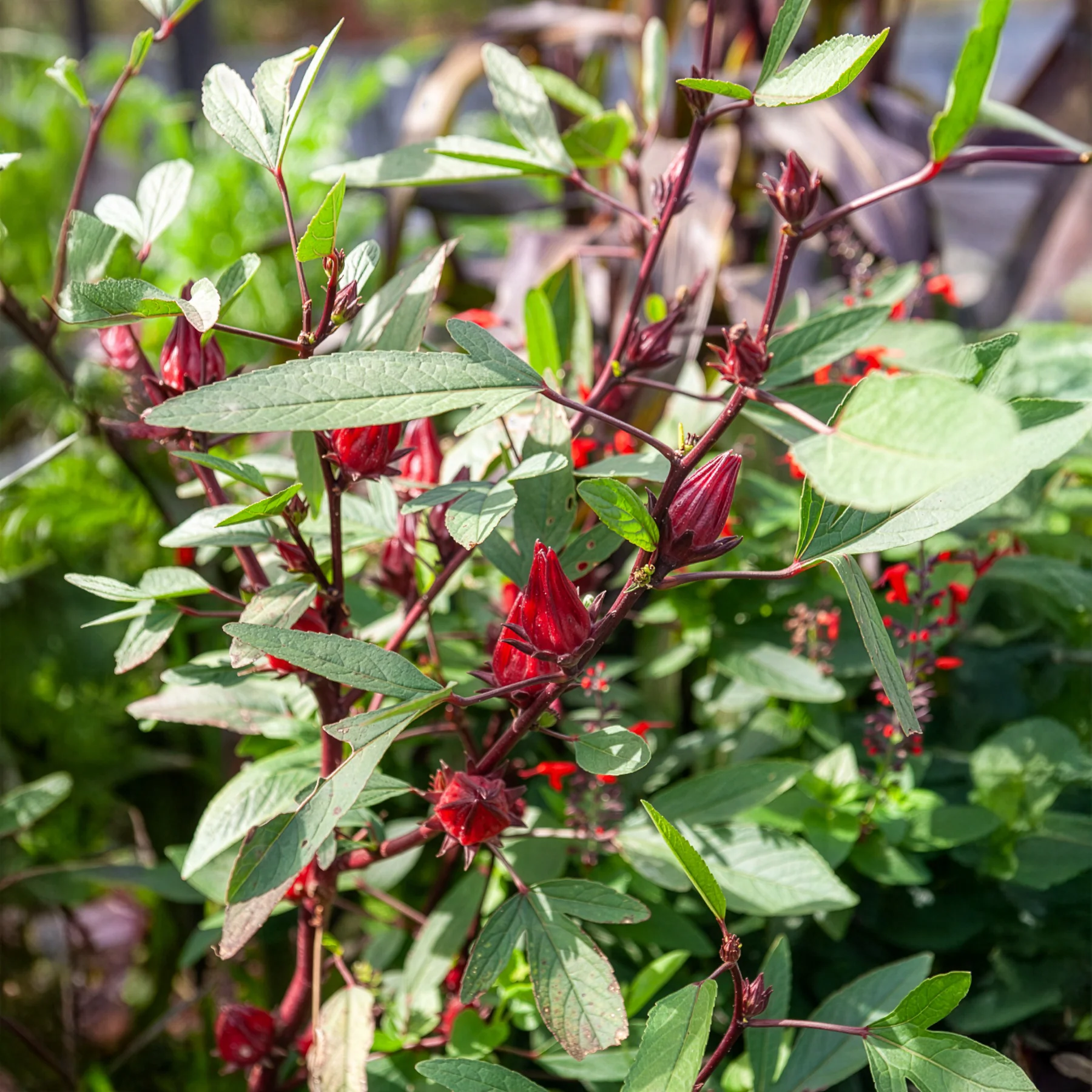 Roselle - Image 2