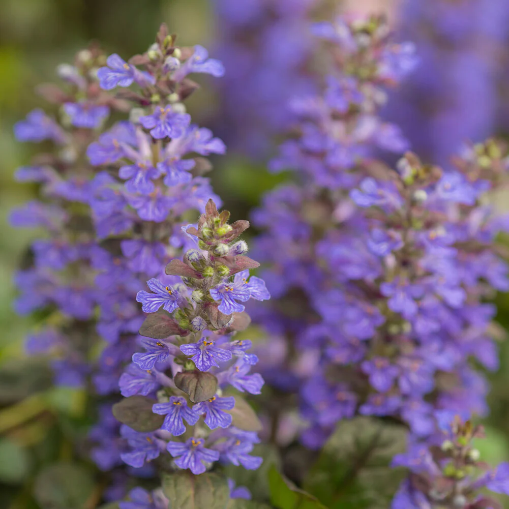 Rotblättriger Günsel 'Atropurpurea' - Image 2