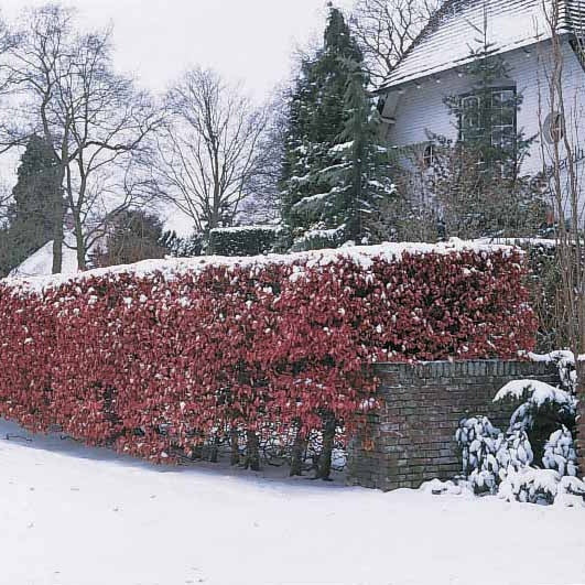 Rotbuche 'Atropurpurea' - Image 5