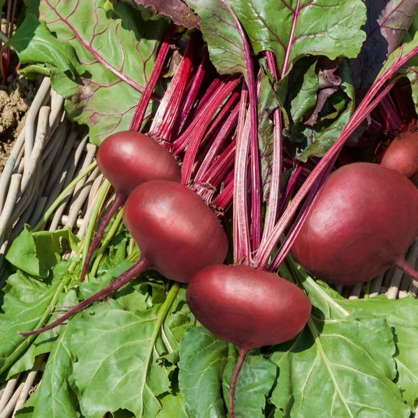 Rote-Bete-Kollektion - Image 2