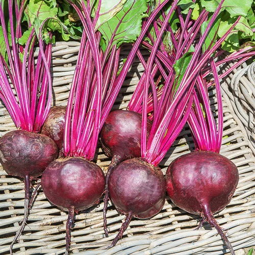 Rote-Bete-Kollektion - Image 3