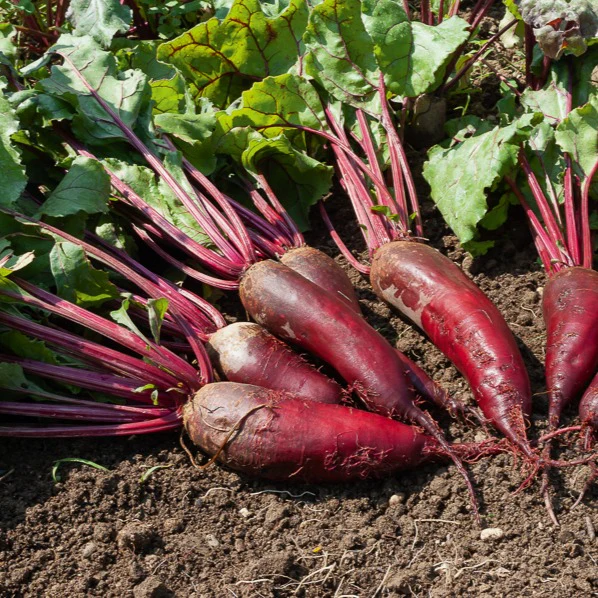 Rote-Bete-Kollektion - Image 4