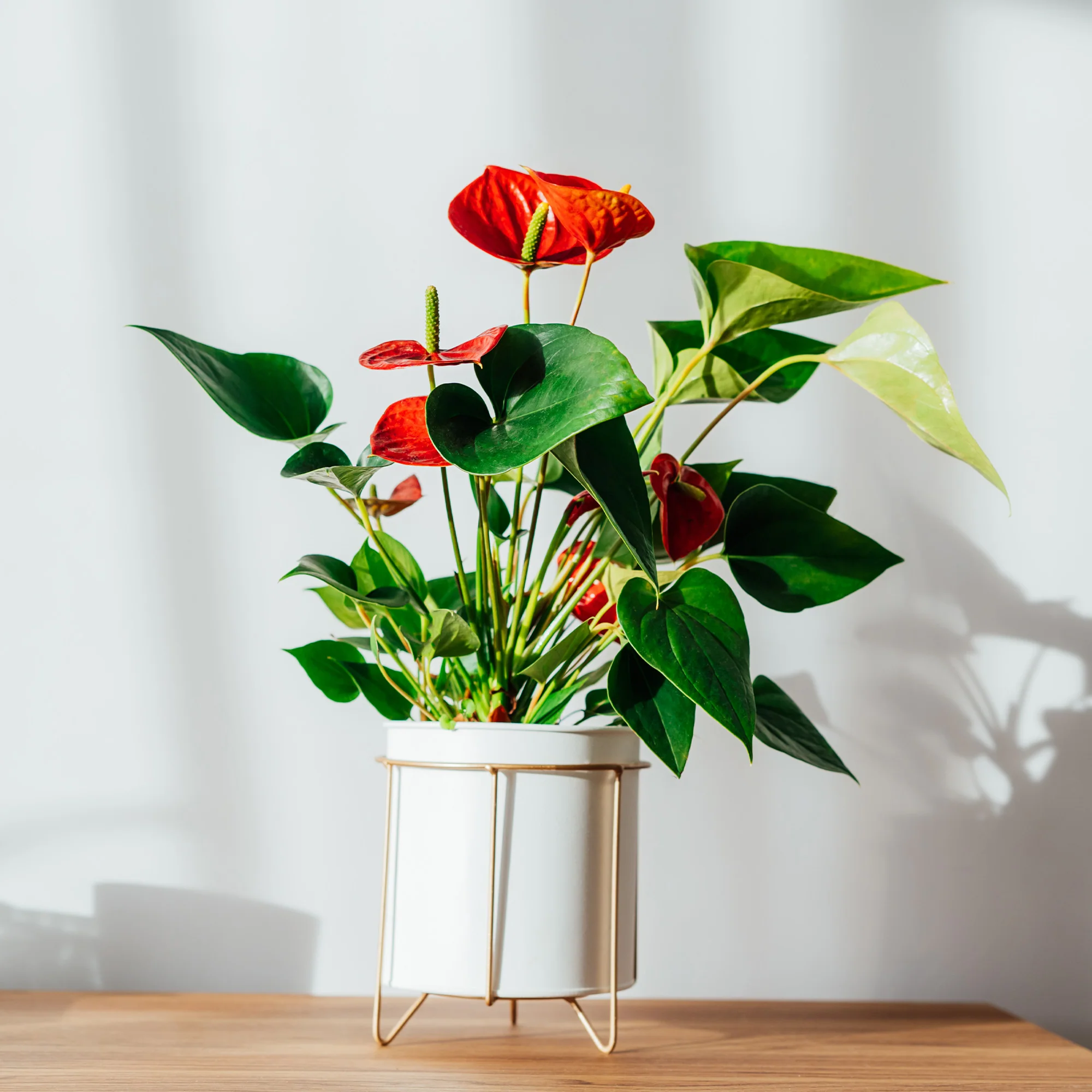 Rote Flamingoblume / Anthurium red - Image 3