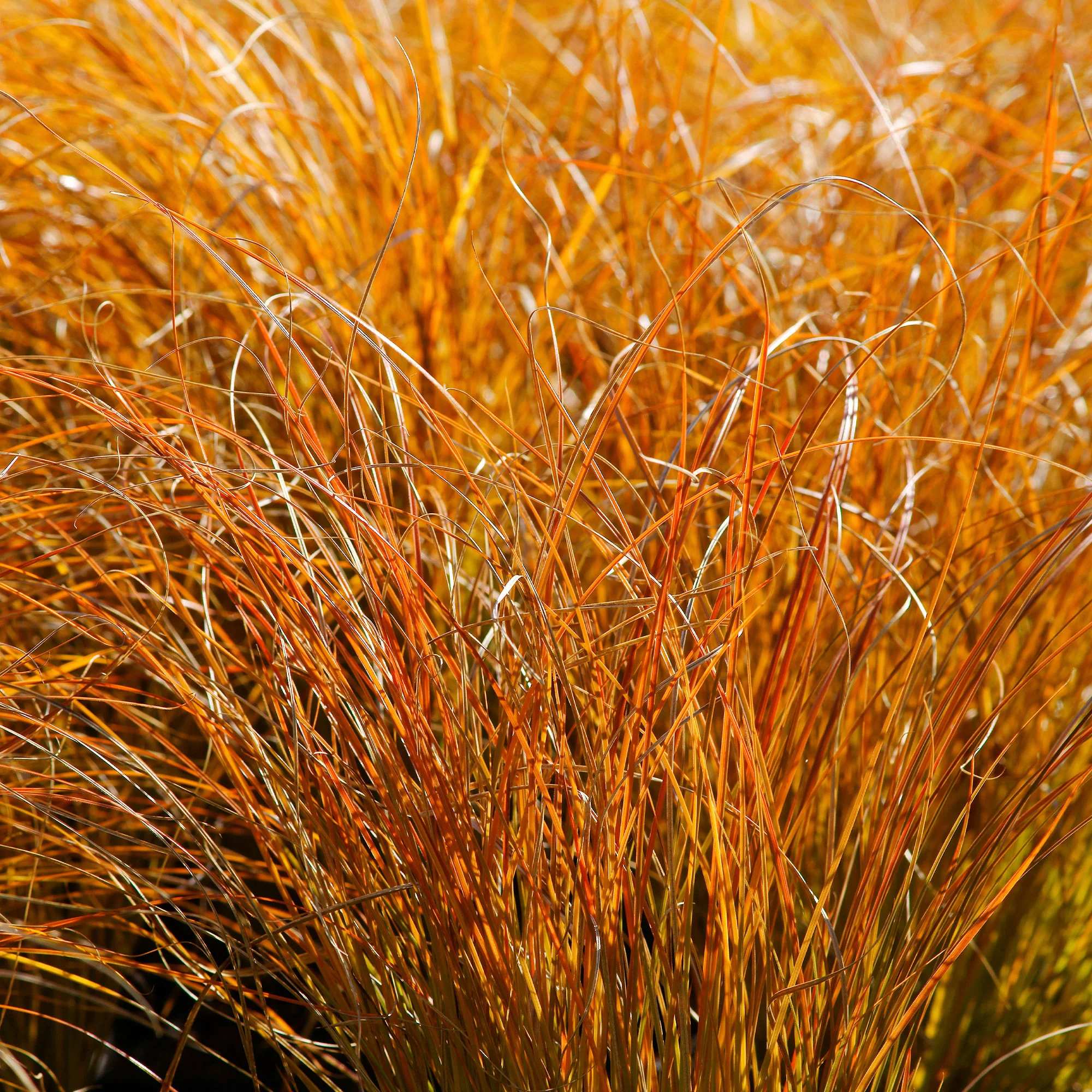 Rote Garten-Segge 'Prairie Fire' - Image 3