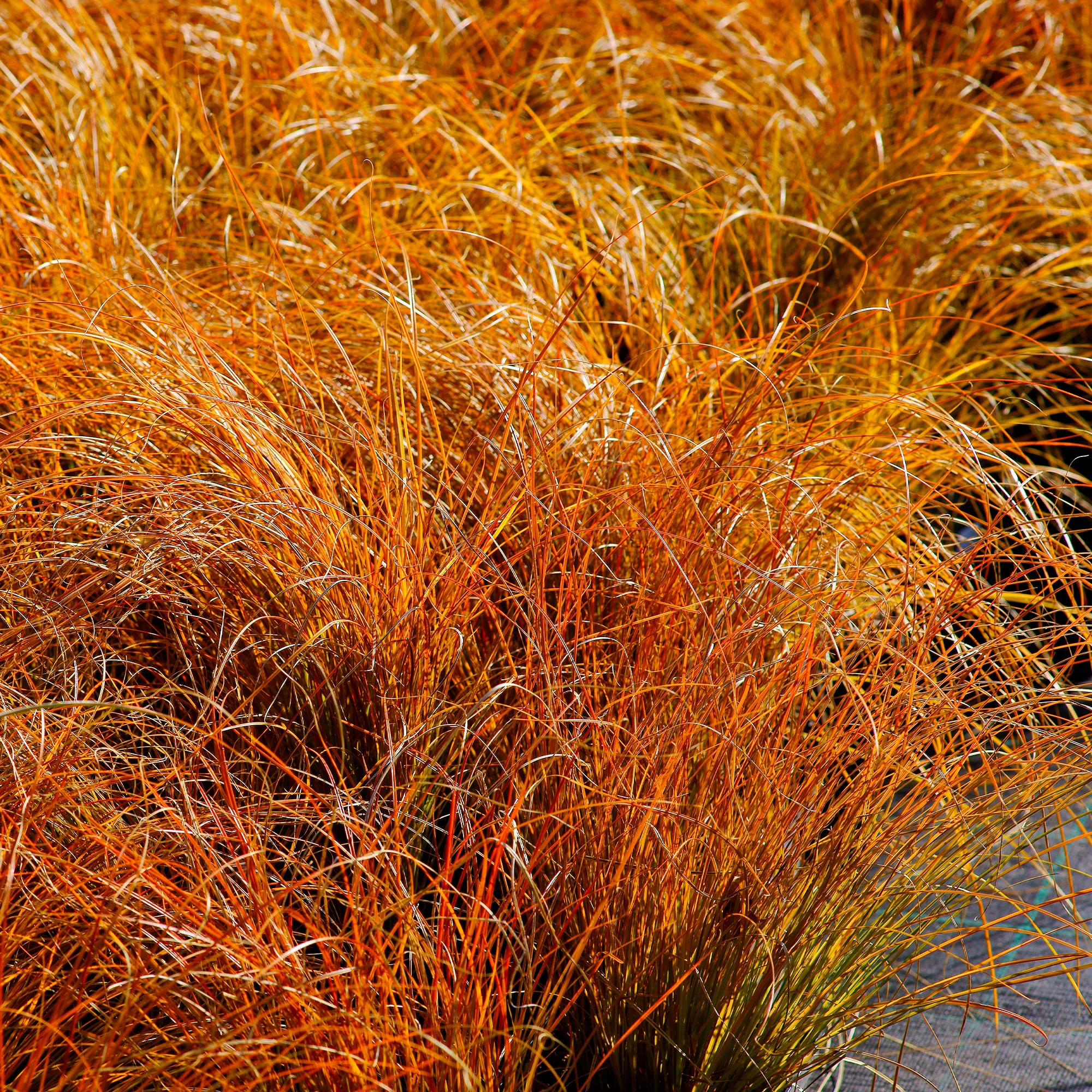 Rote Garten-Segge 'Prairie Fire' - Image 4