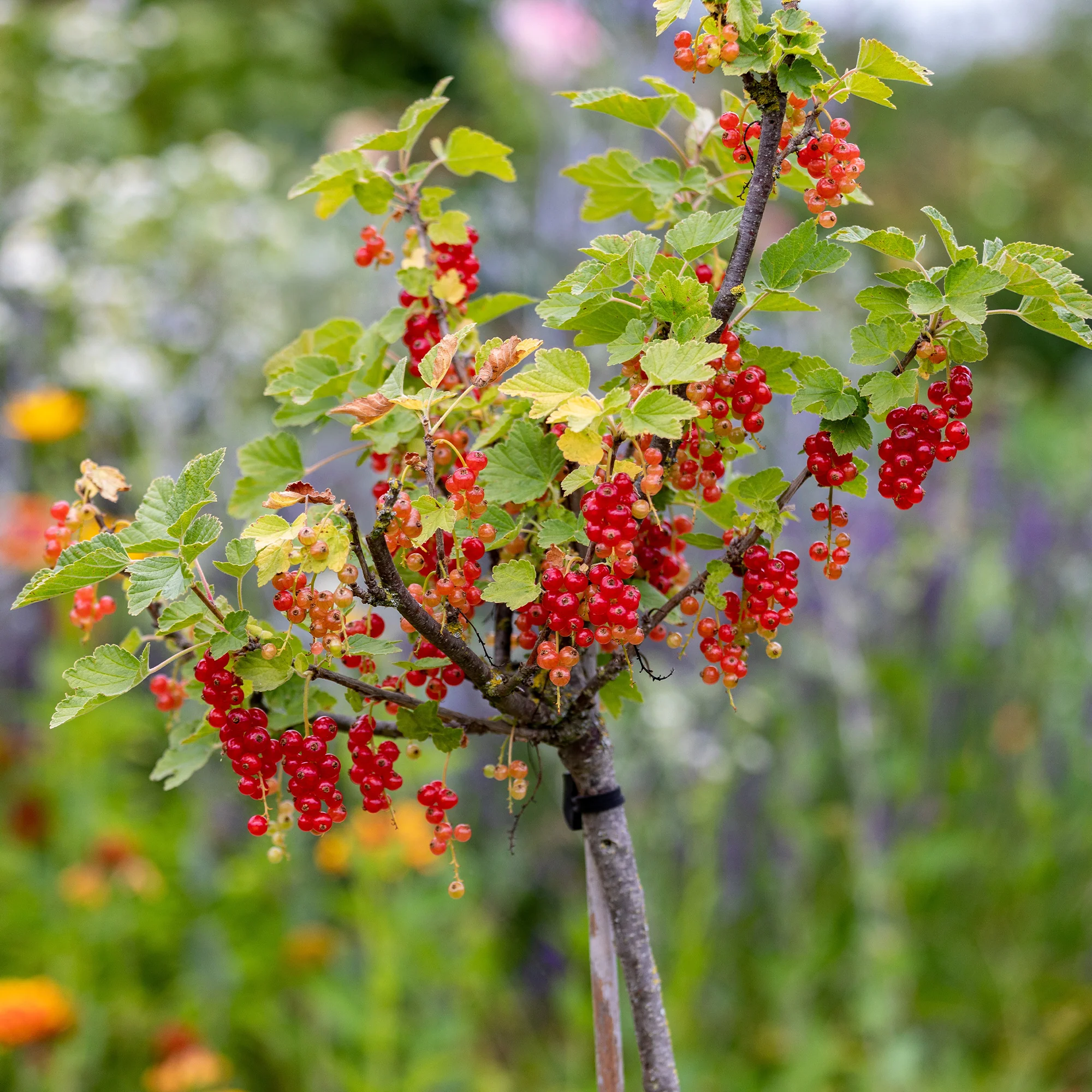 Rote Johannisbeere auf Stamm ‘Jonkheer van Tets’