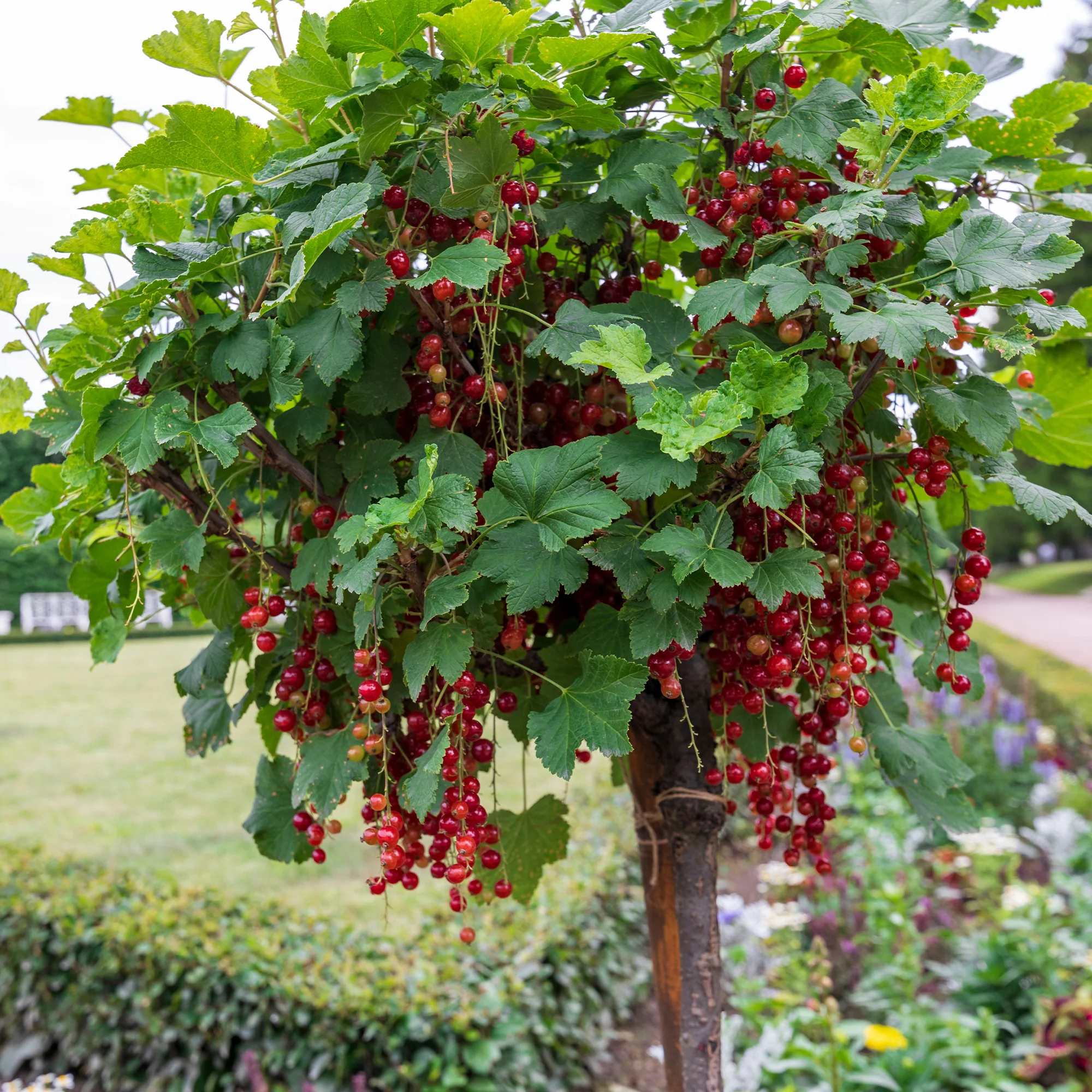 Rote Johannisbeere auf Stamm ‘Jonkheer van Tets’ - Image 2