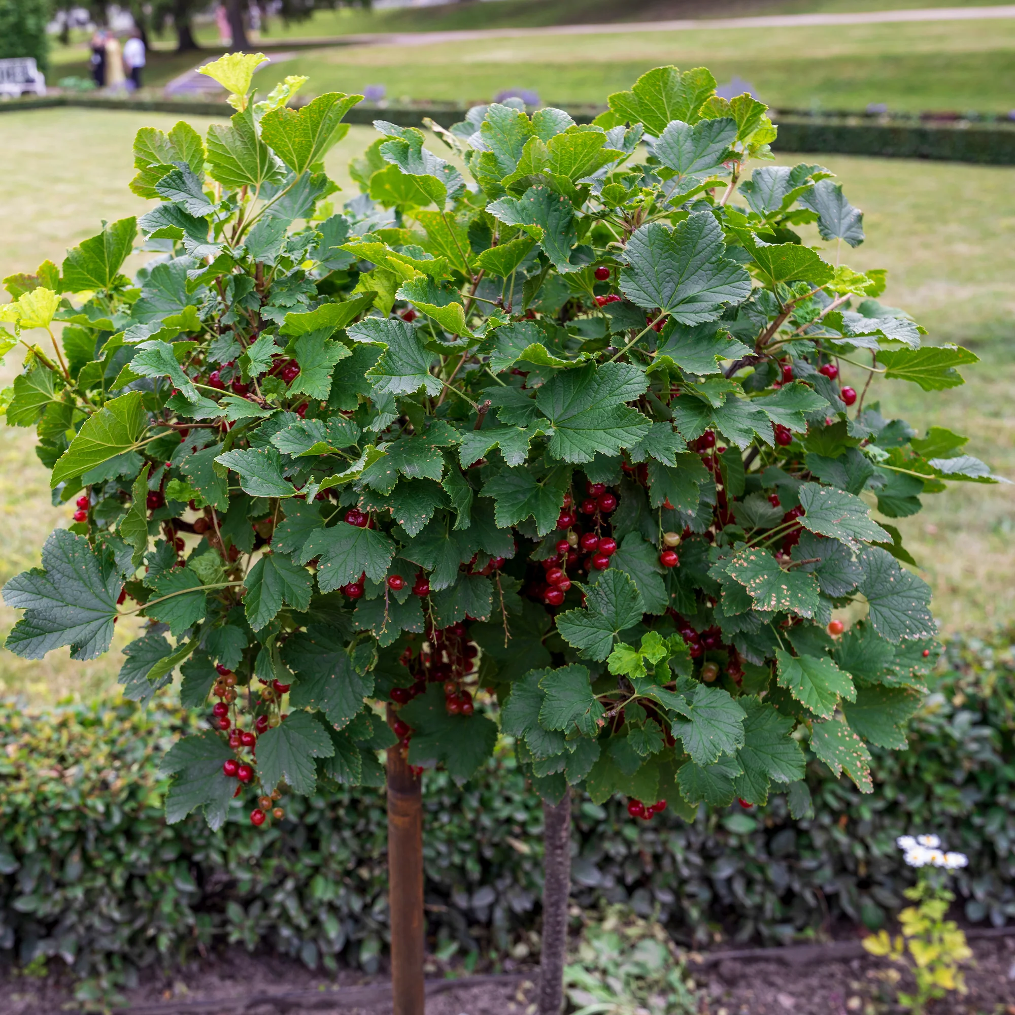 Rote Johannisbeere auf Stamm ‘Jonkheer van Tets’ - Image 5