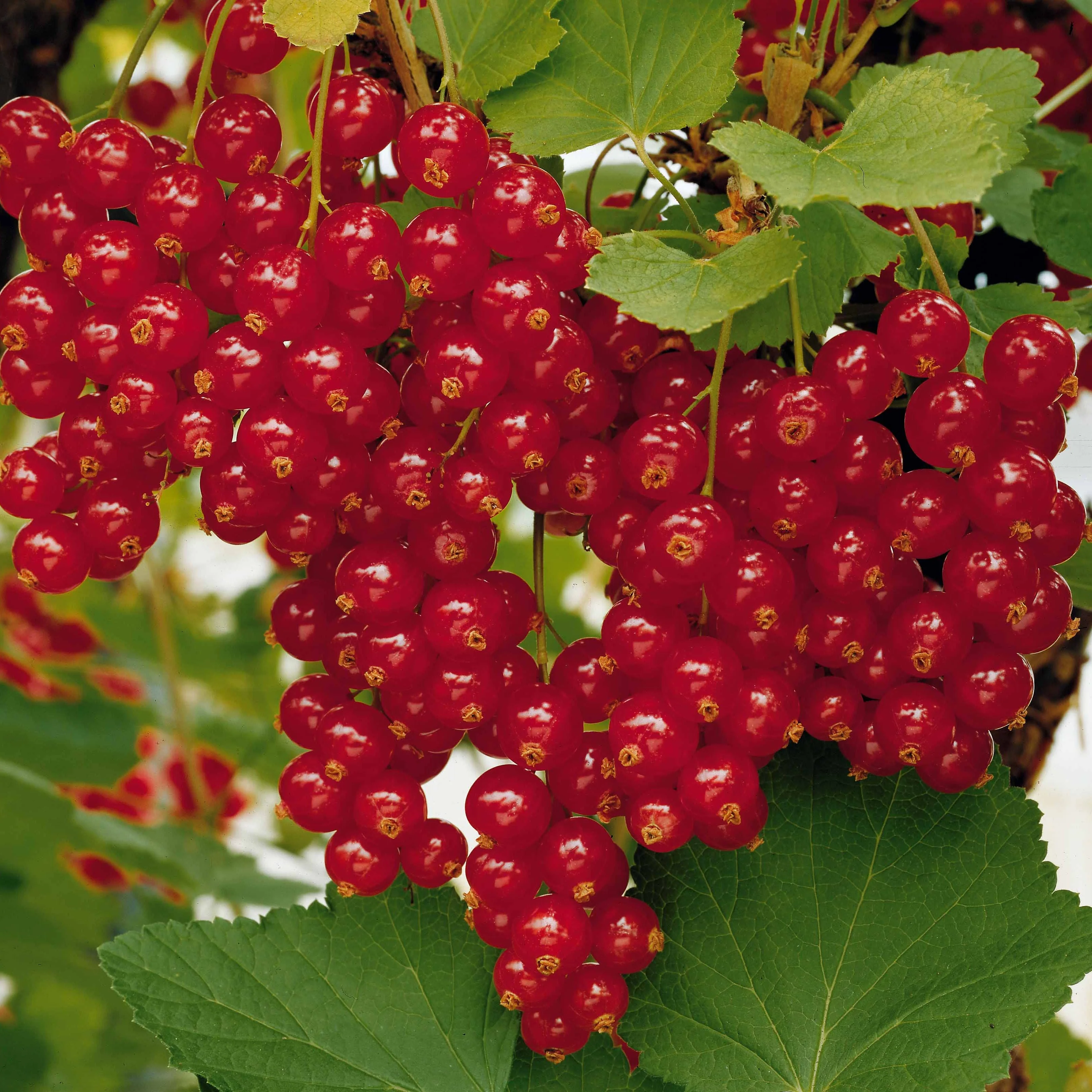 Rote Johannisbeere auf Stamm ‘Jonkheer van Tets’ - Image 7