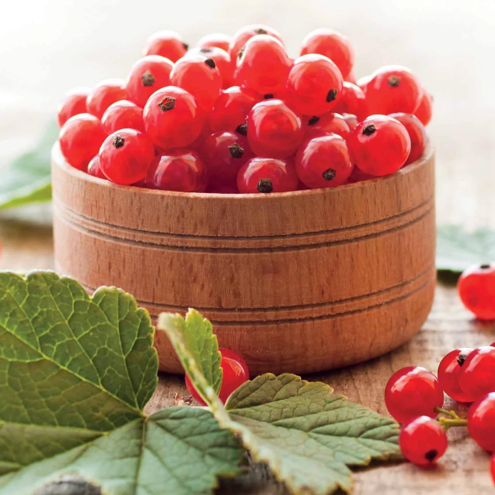 Rote Johannisbeere ‘Jonkheer van Tets’ - Image 3
