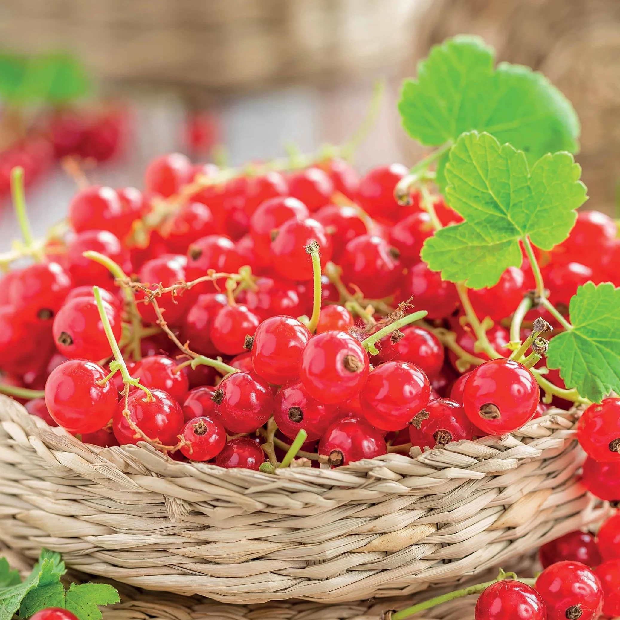 Rote Johannisbeere ‘Jonkheer van Tets’ - Image 4