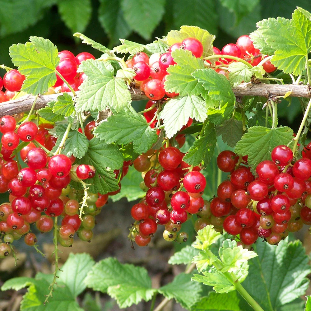 Rote Johannisbeere ‘Jonkheer van Tets’ - Image 5