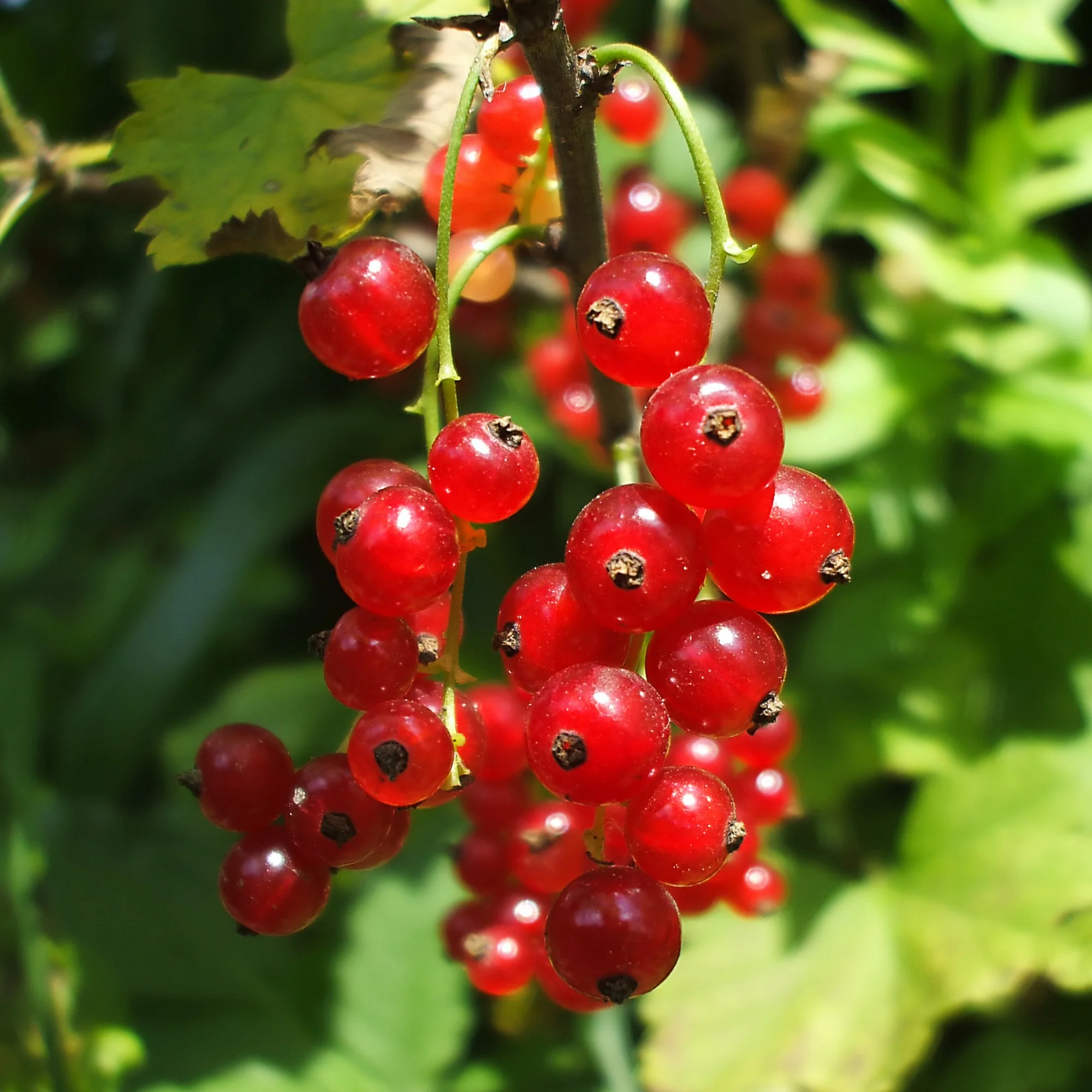 Rote Johannisbeere ‘Versaillaise Rouge’