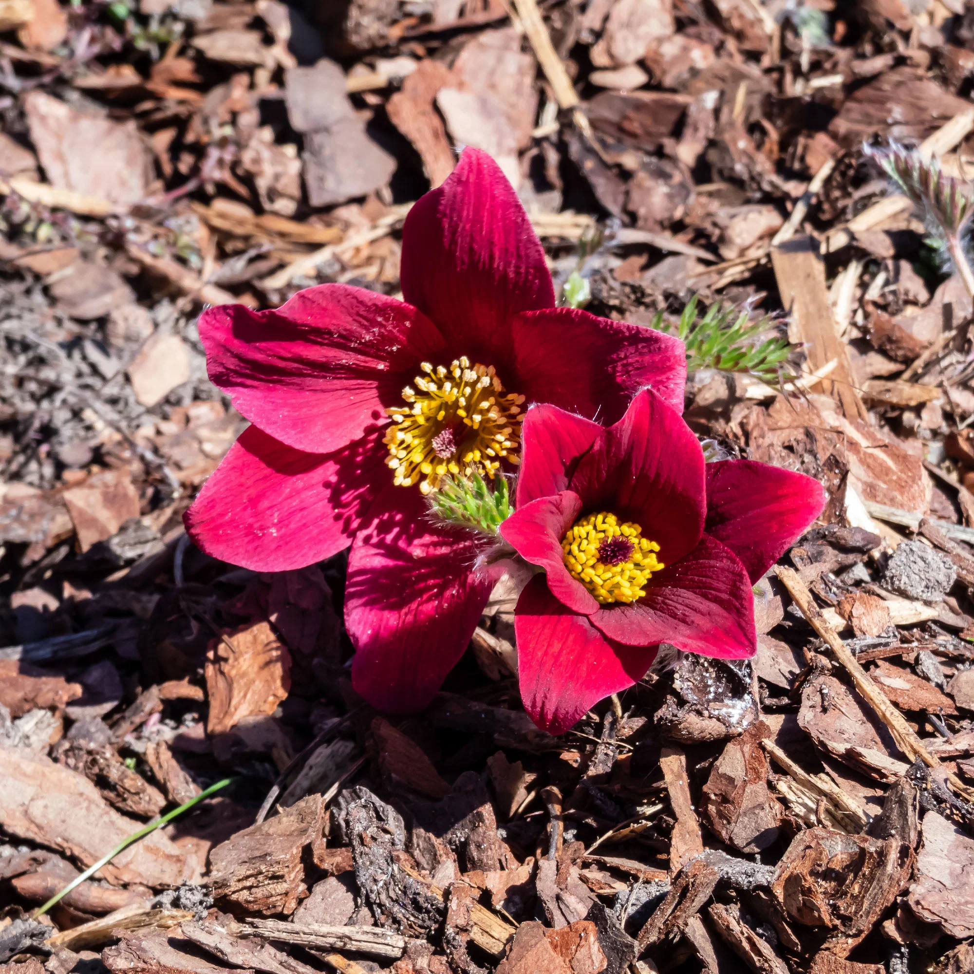Rote Küchenschelle - Image 3
