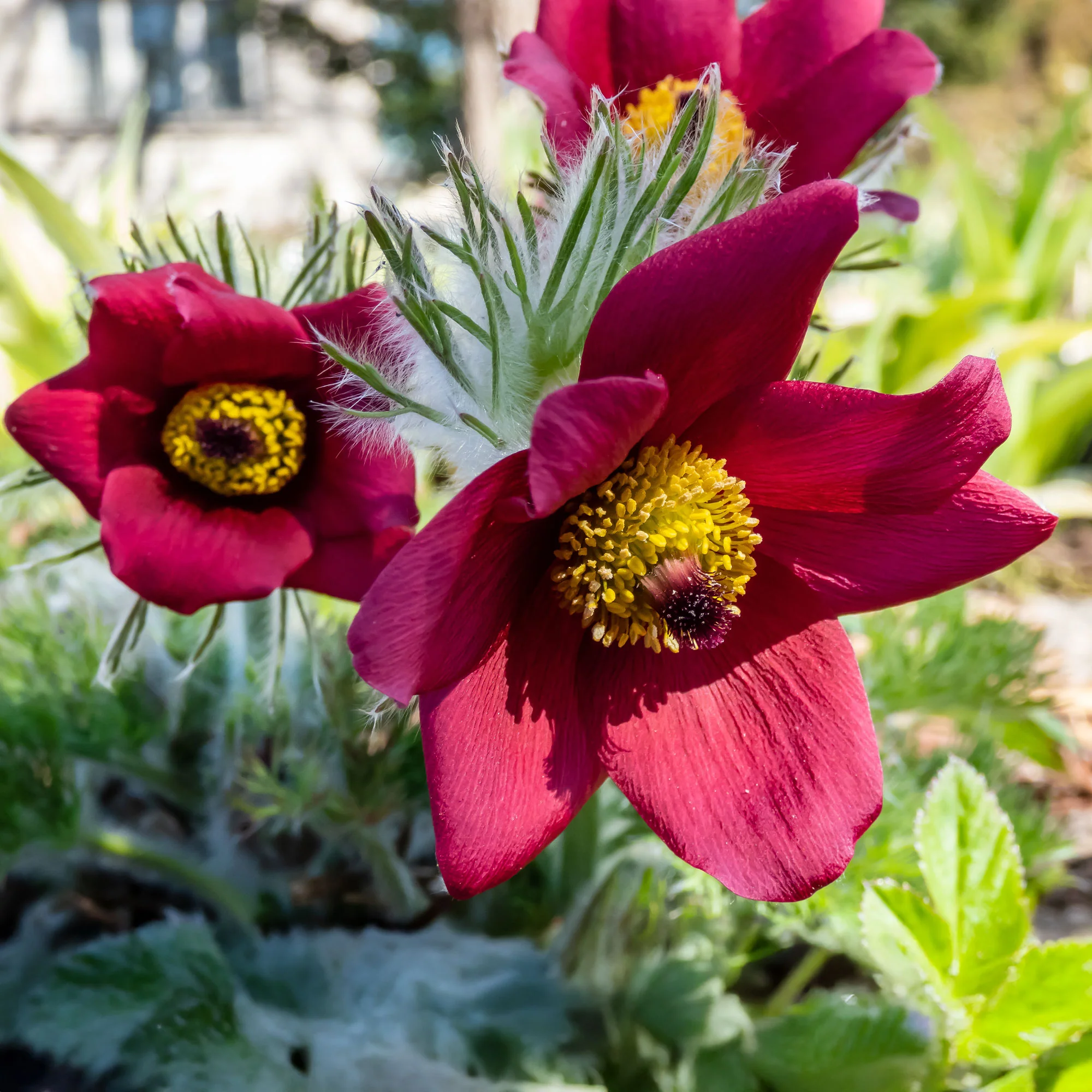 Rote Küchenschelle - Image 4