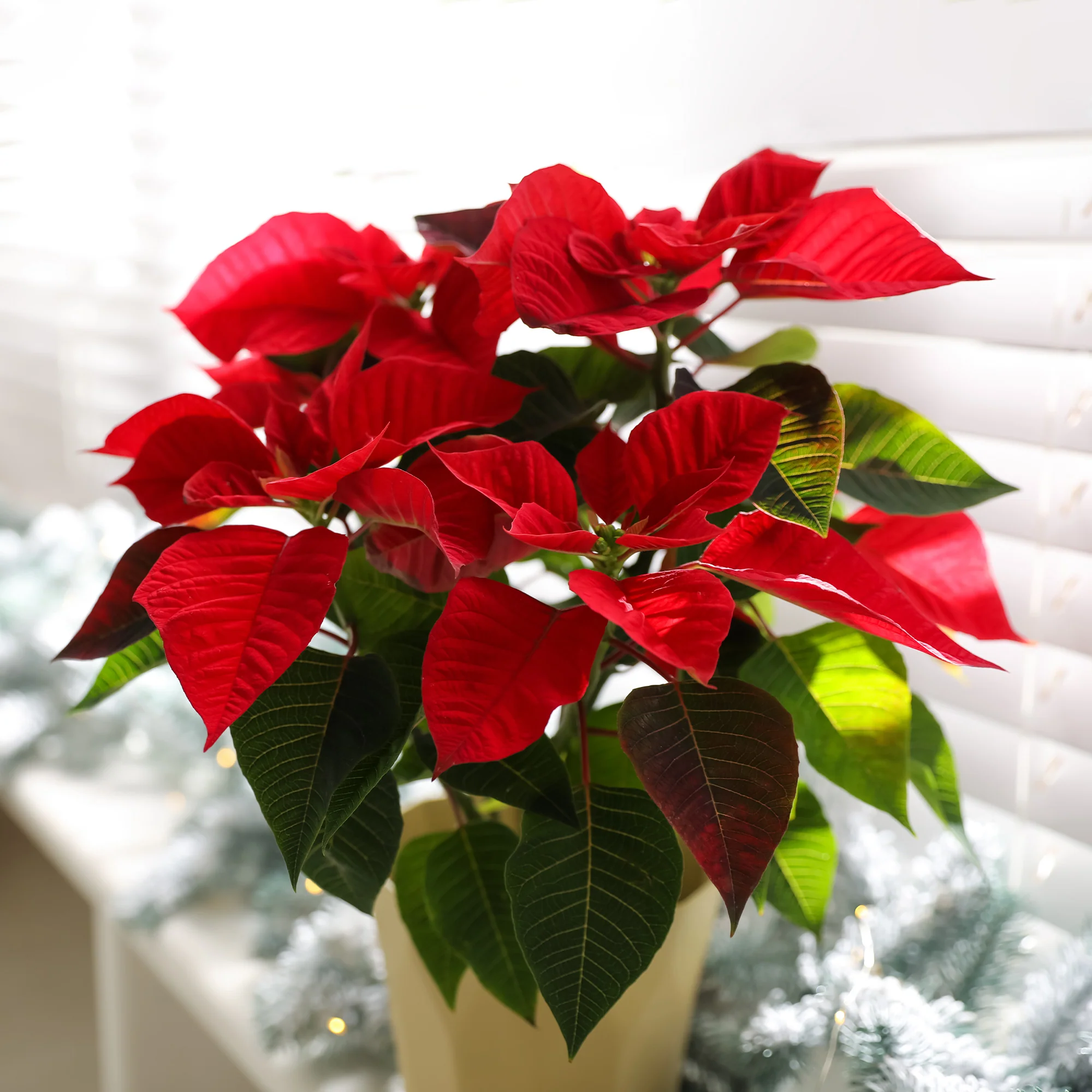 Rote Poinsettia - Image 3