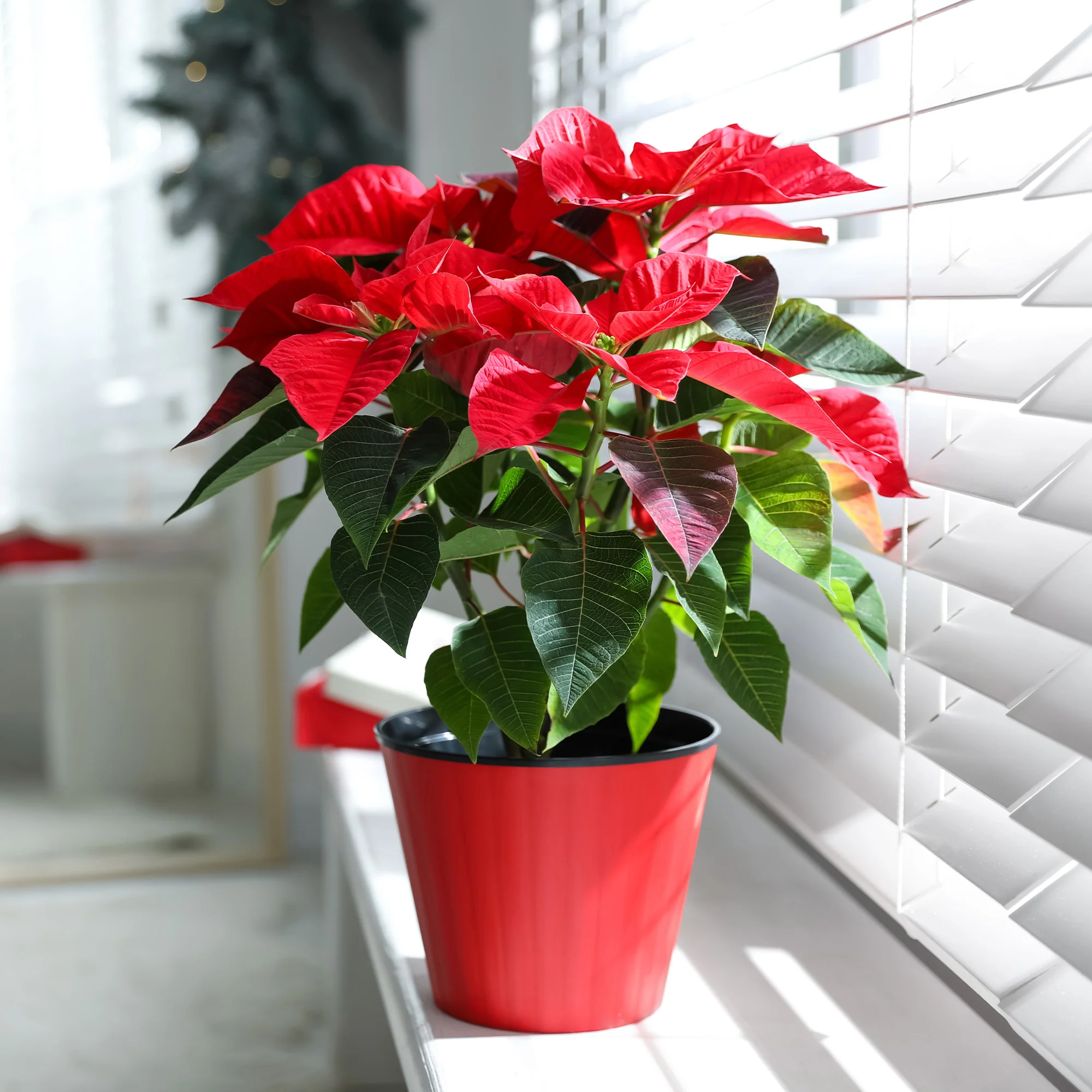 Rote Poinsettia - Image 4