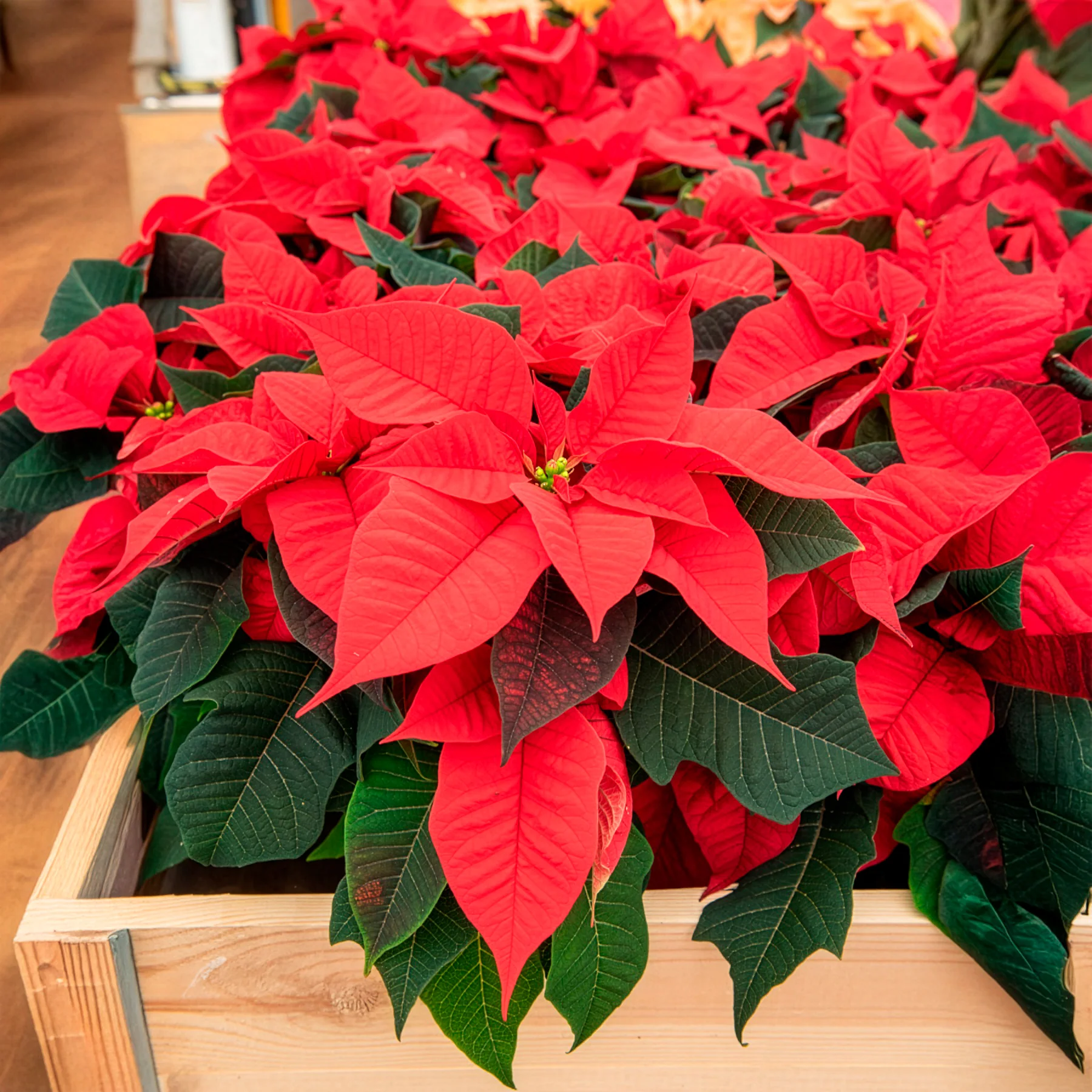 Rote Poinsettia - Image 5