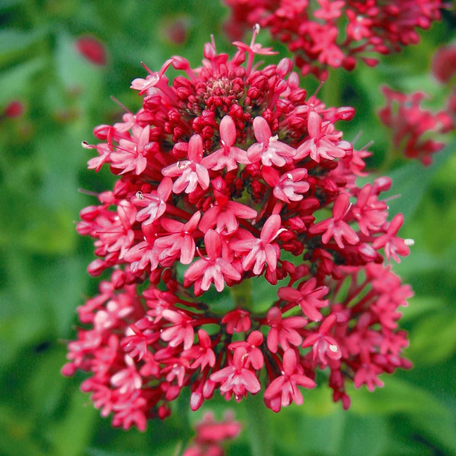 Rote Spornblume - Image 3