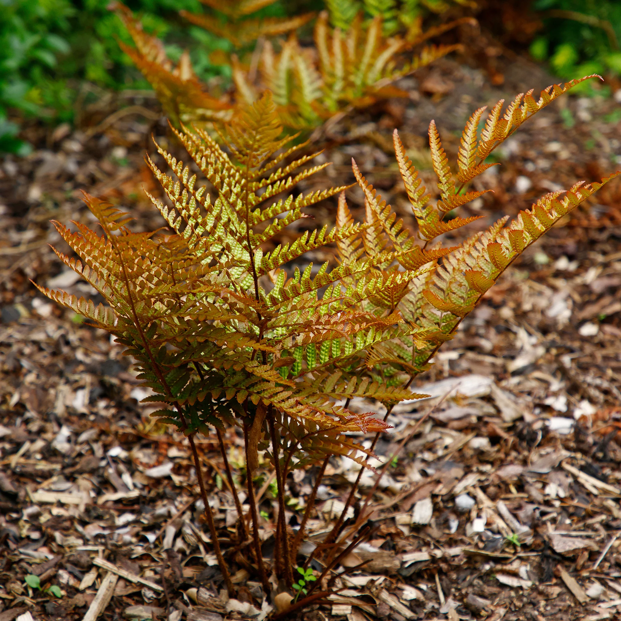 Roter Indusienfarn - Image 2