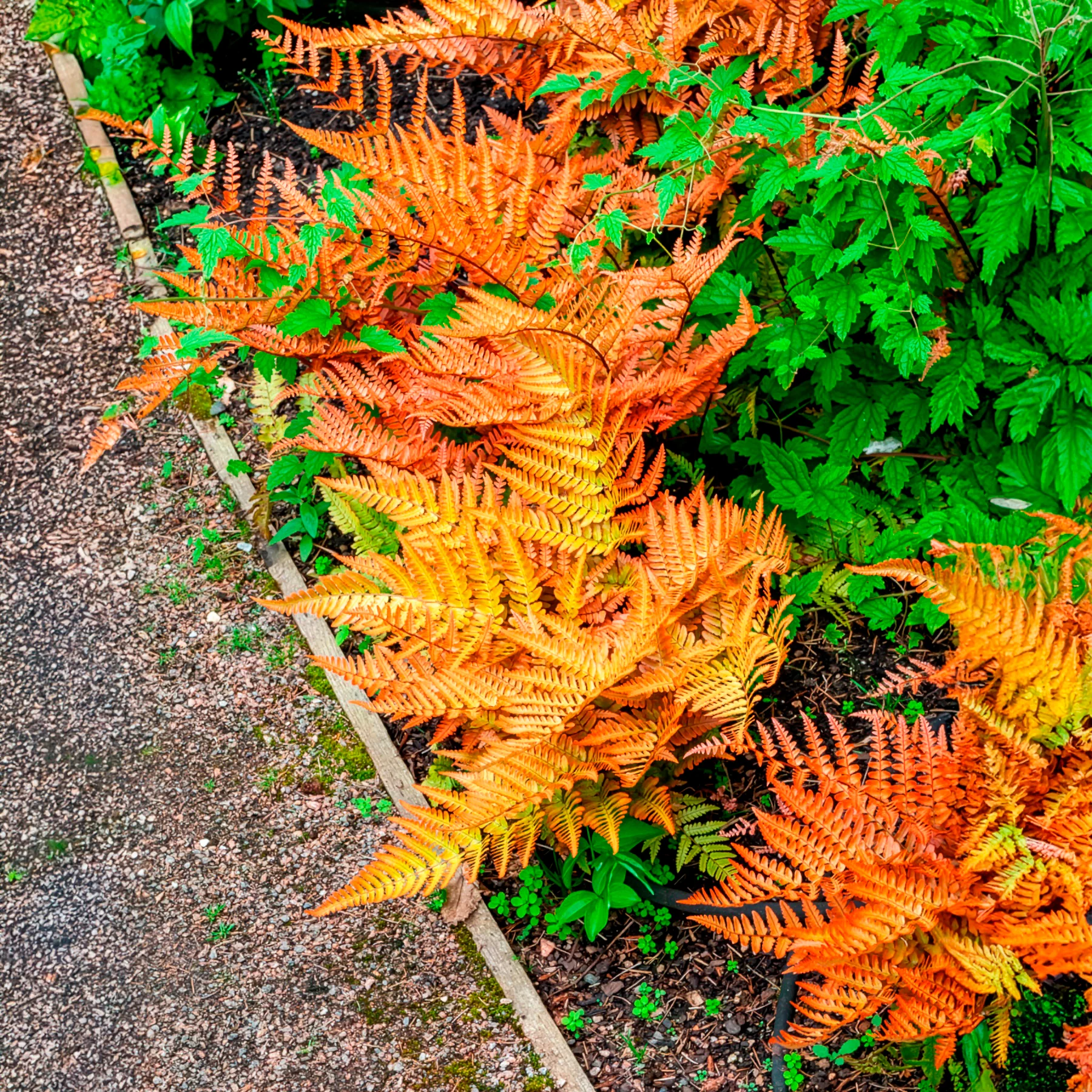 Roter Indusienfarn - Image 3