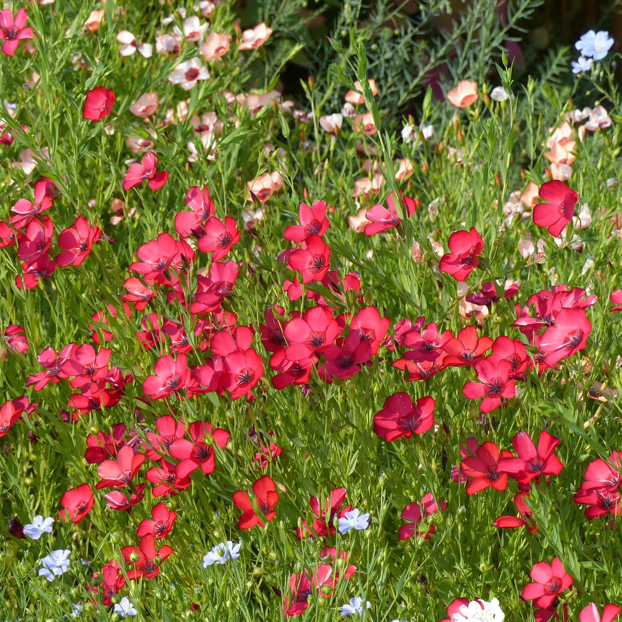 Roter Lein