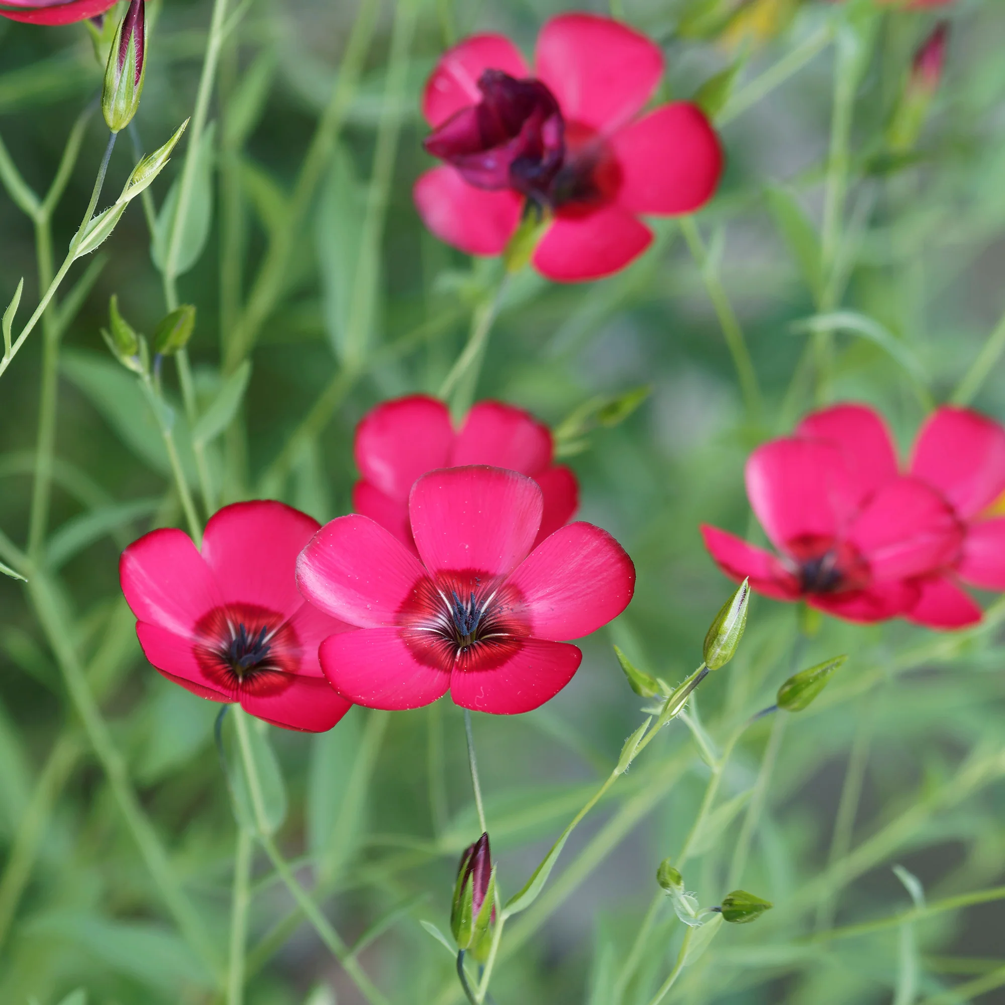 Roter Lein - Image 2