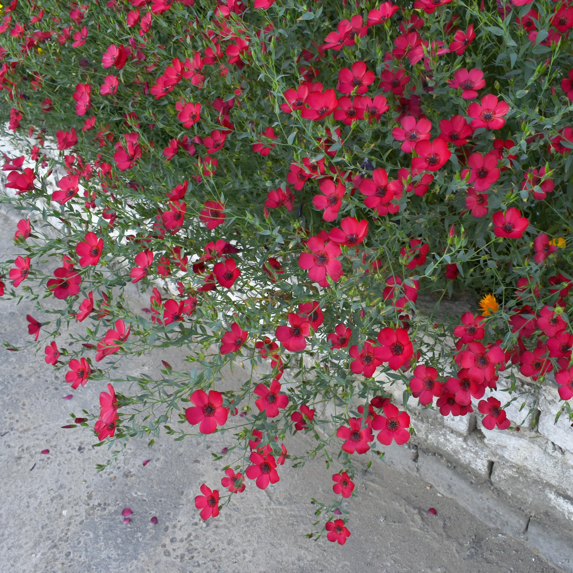 Roter Lein - Image 3