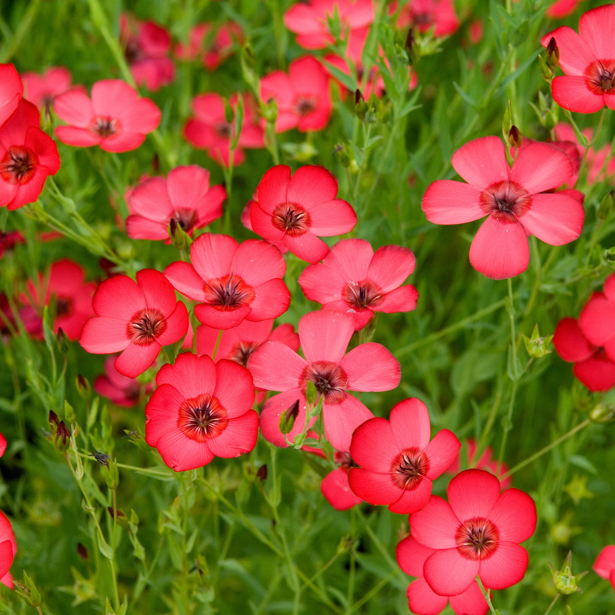 Roter Lein - Image 4