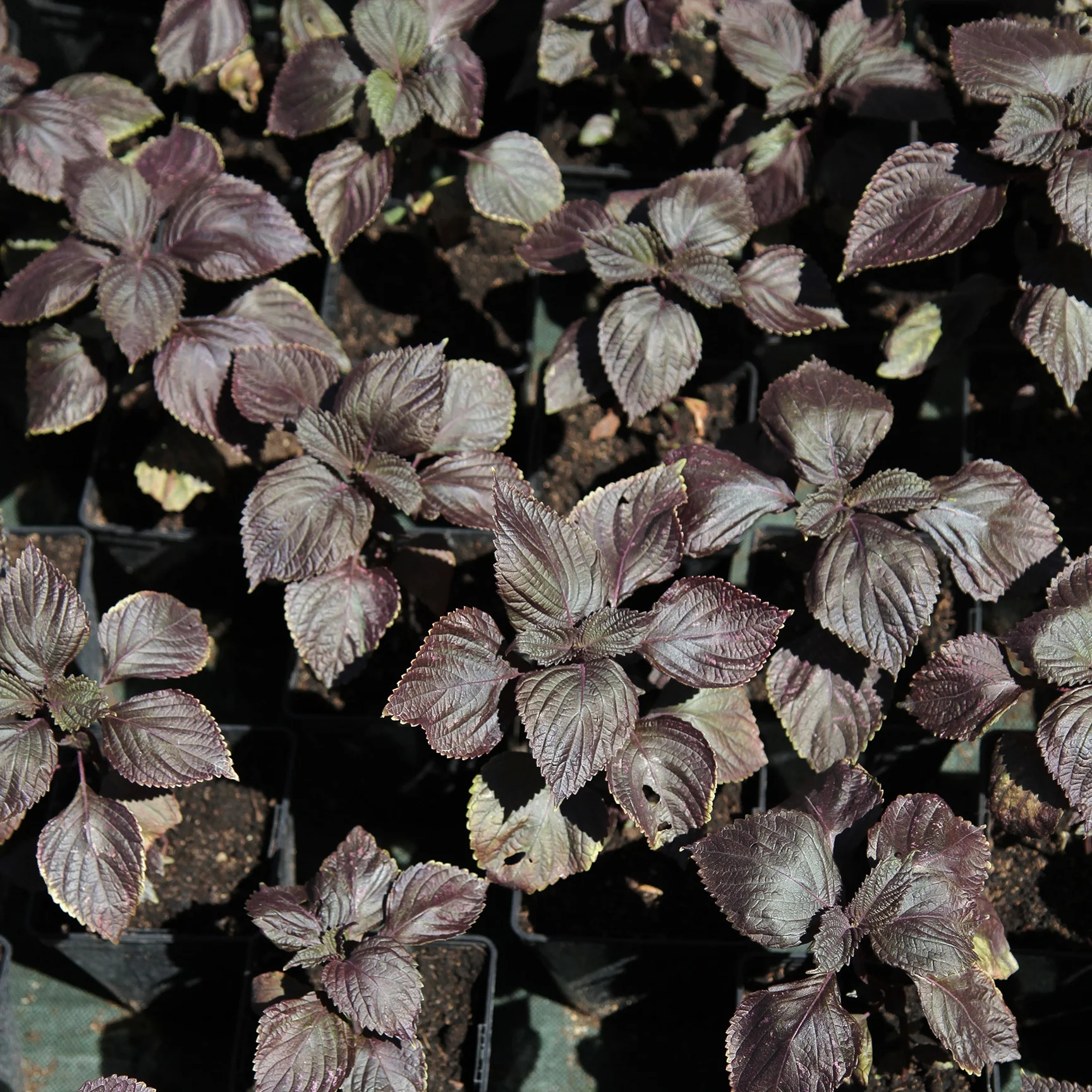 Roter Shiso (Perilla)