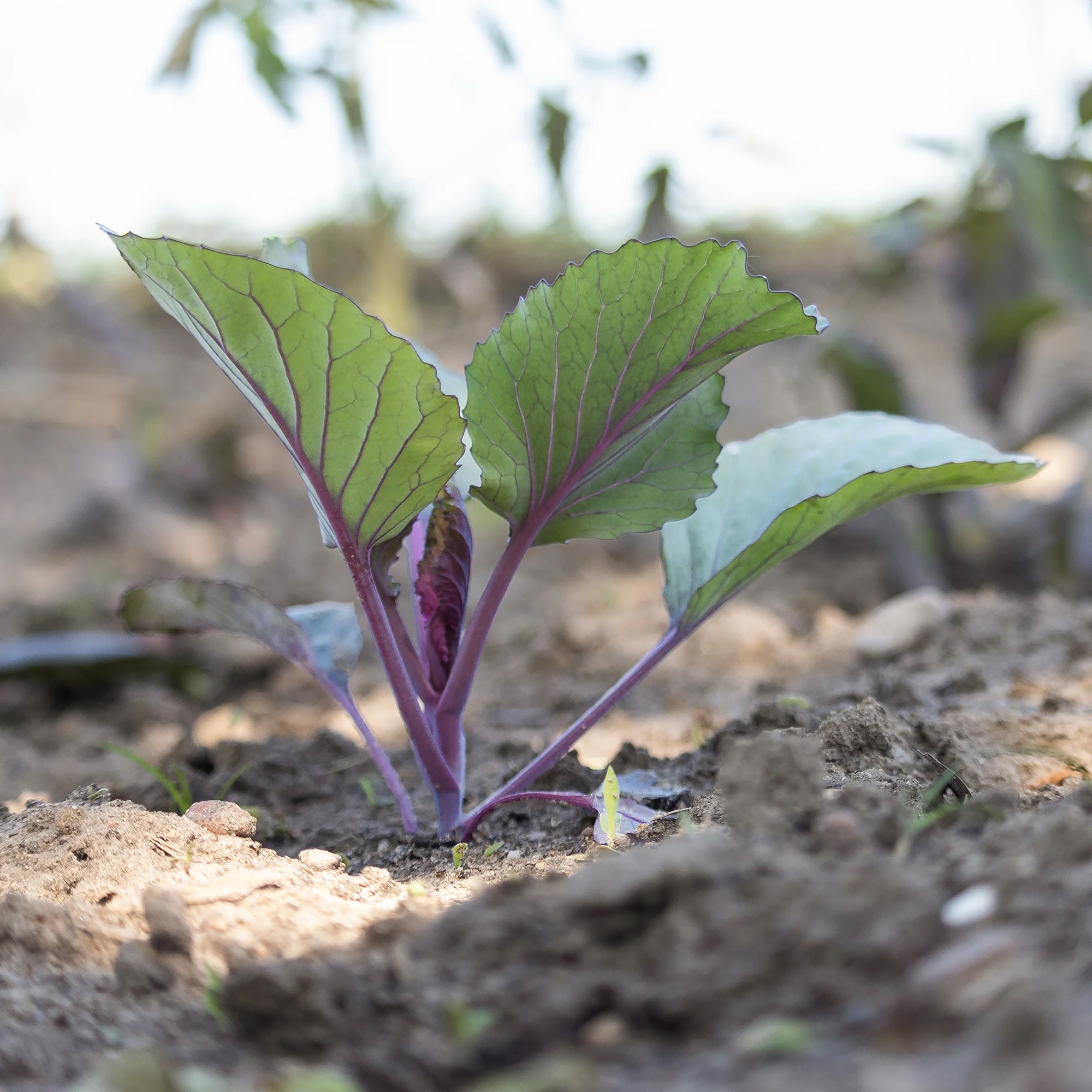 Rotkohl Fuego F1 - Image 3