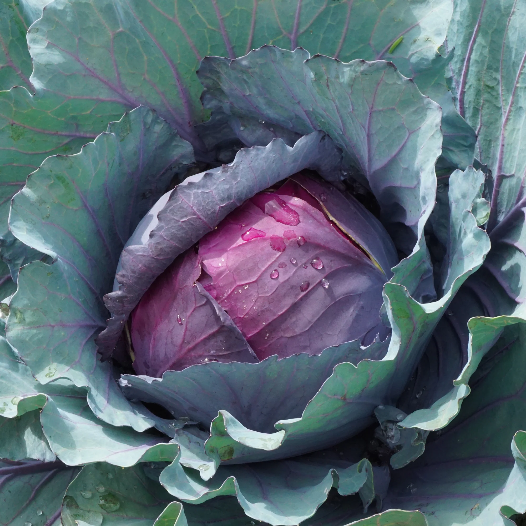 Rotkohl Fuego F1 - Image 4