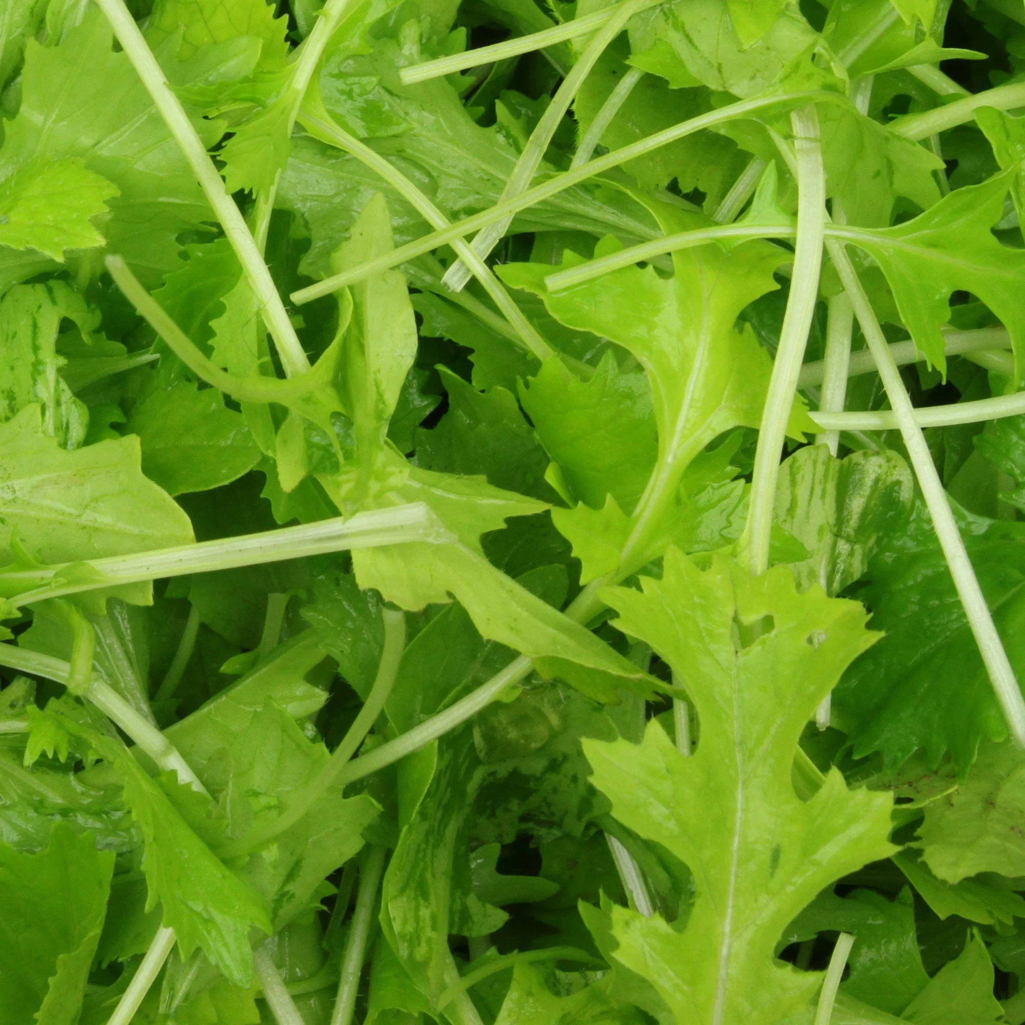 Rübchen-Sprossen 'Mesophylla' Bio