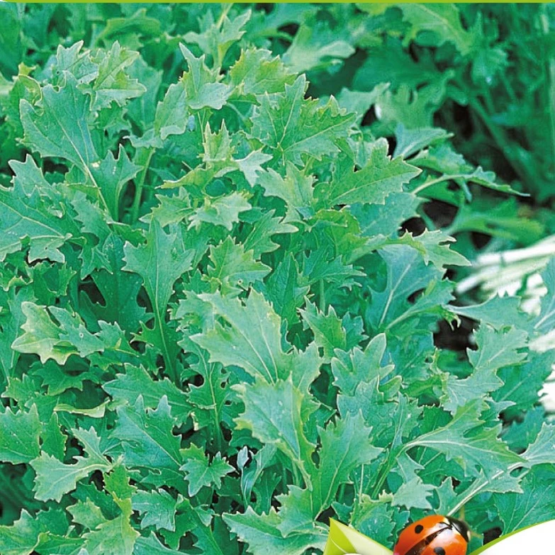 Rübchen-Sprossen 'Mesophylla' Bio - Image 2