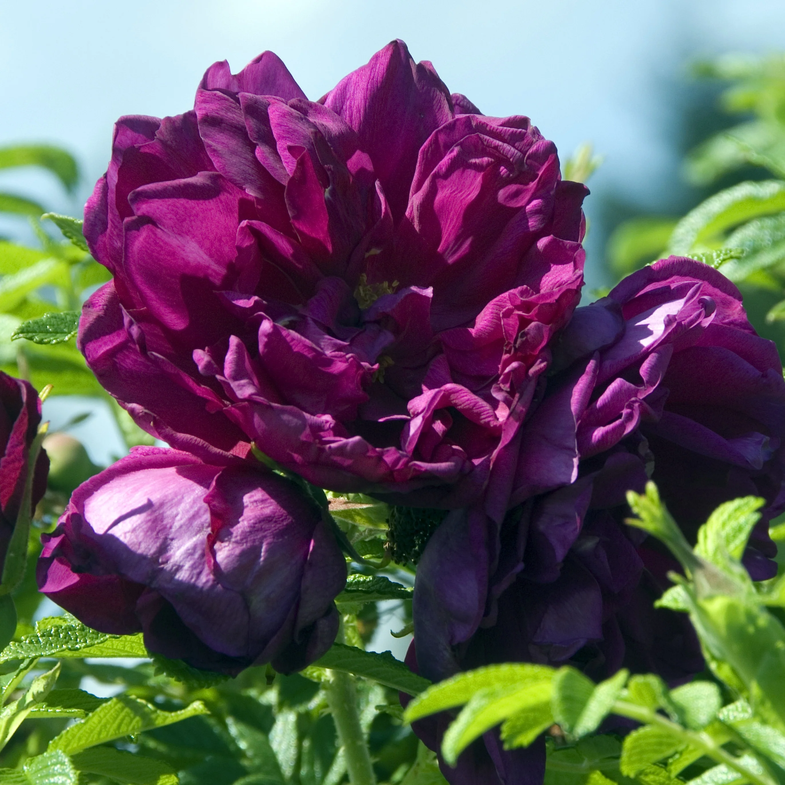 Rugosa-Rose ‘Hansa’ - Image 3