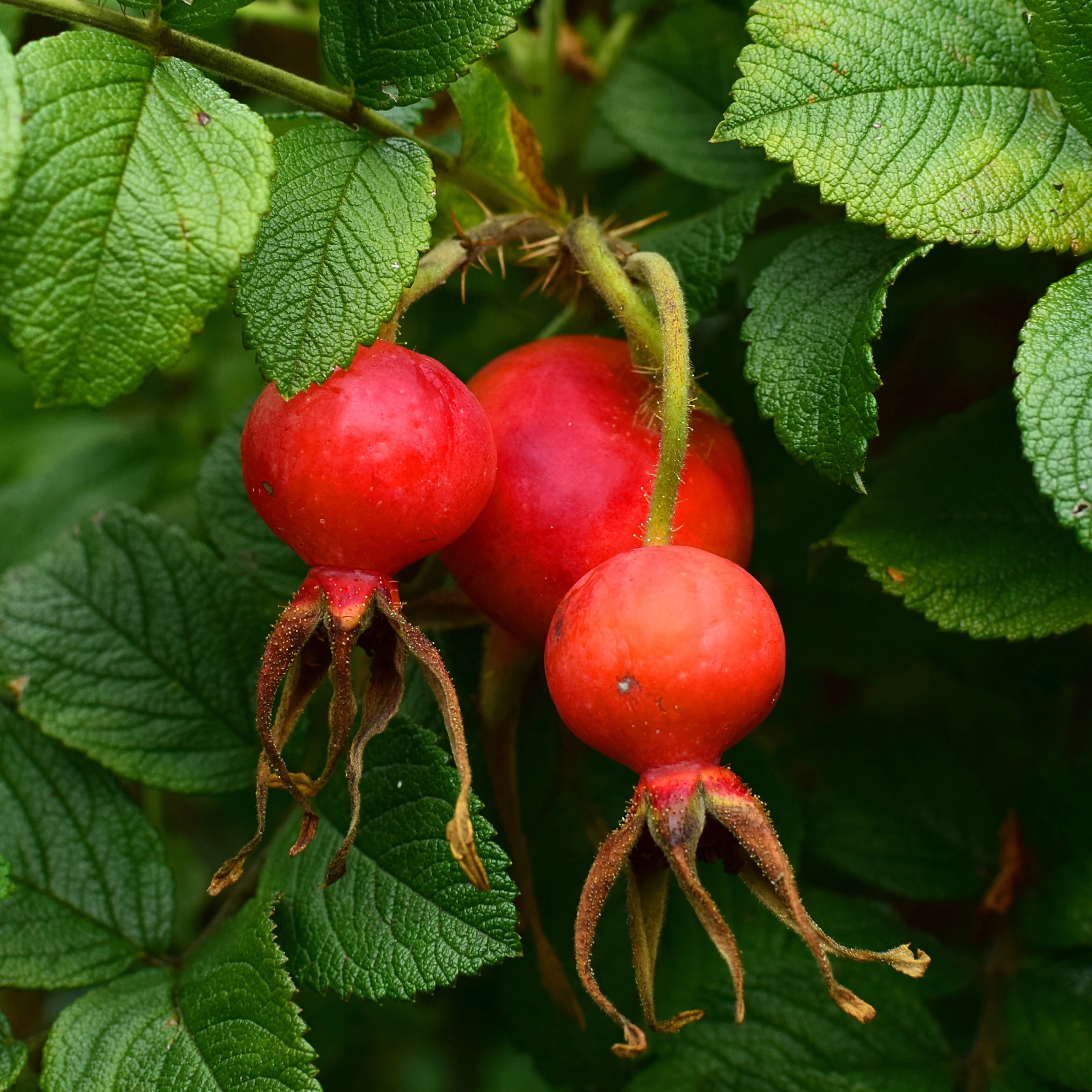 Rugosa-Rose ‘Hansa’ - Image 4