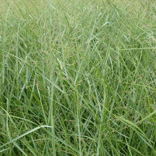 Rutenhirse ‘Prairie Sky’ - Image 2