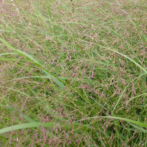 Rutenhirse ‘Warrior’