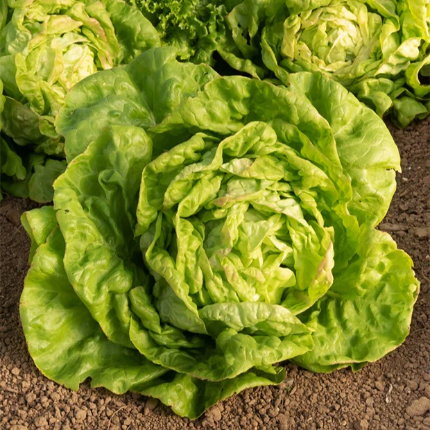 Salat-Kollektion ‘7 Monate’ - Image 2