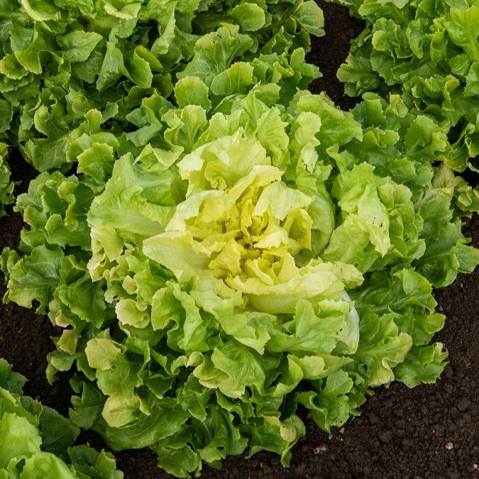 Salat-Kollektion ‘7 Monate’ - Image 4