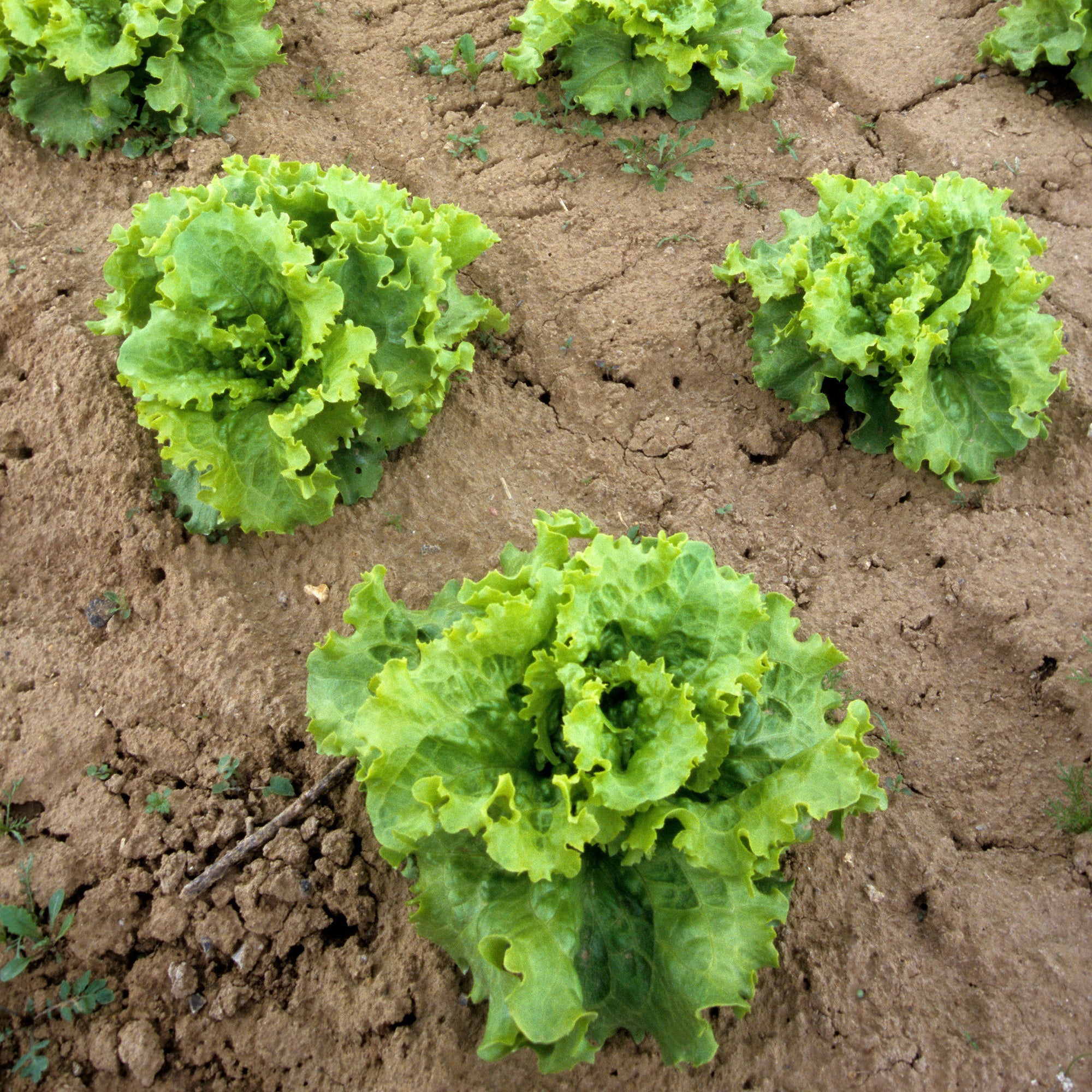 Salat-Kollektion ‘7 Monate’ - Image 5